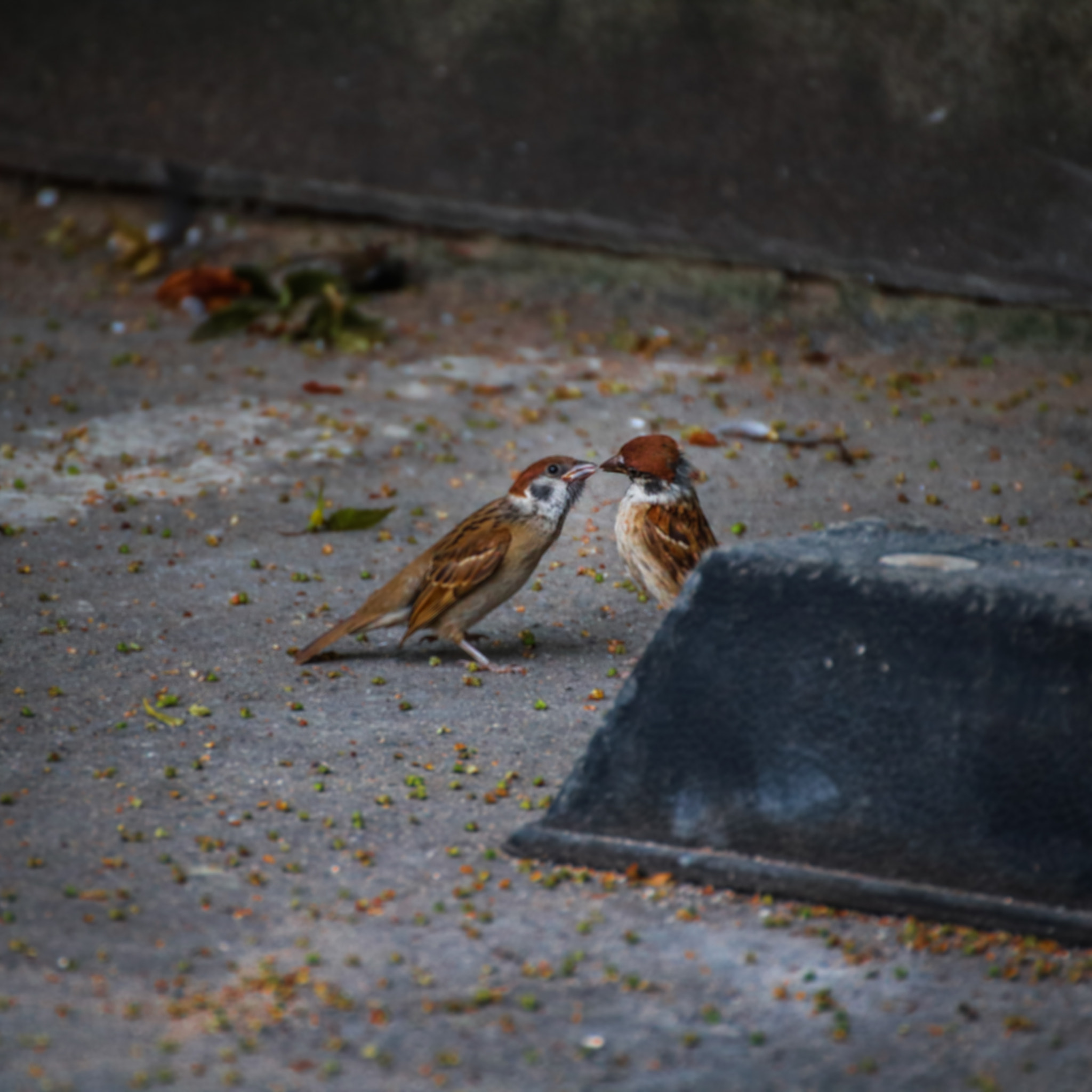 Tamron SP 35mm F1.8 Di VC USD sample photo. Kissing you photography