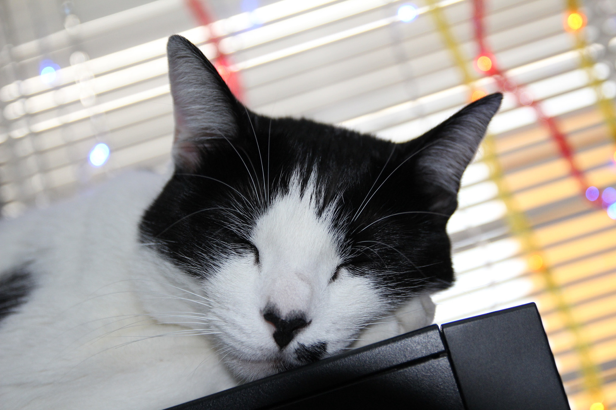 Sigma 17-70mm F2.8-4 DC Macro OS HSM sample photo. Johnny the cat sleeping photography
