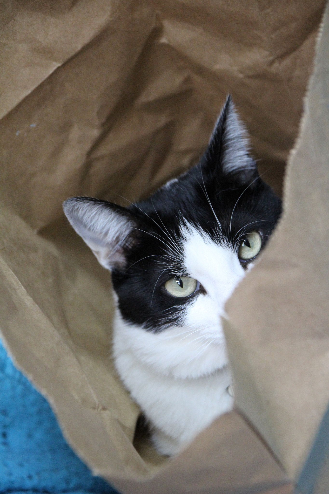 Sigma 17-70mm F2.8-4 DC Macro OS HSM sample photo. Cat on a bag photography
