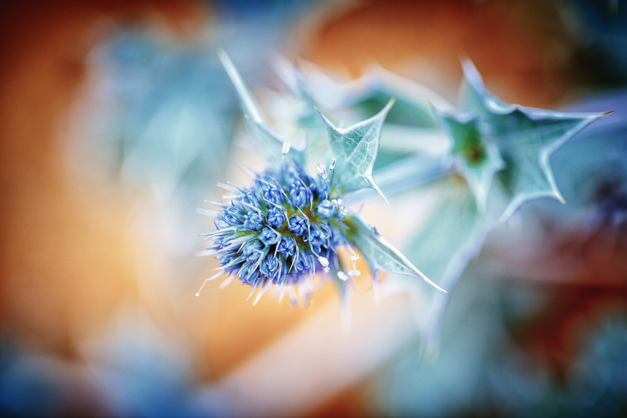 Canon EF 100mm F2.8L Macro IS USM sample photo. Dangerous beauty photography
