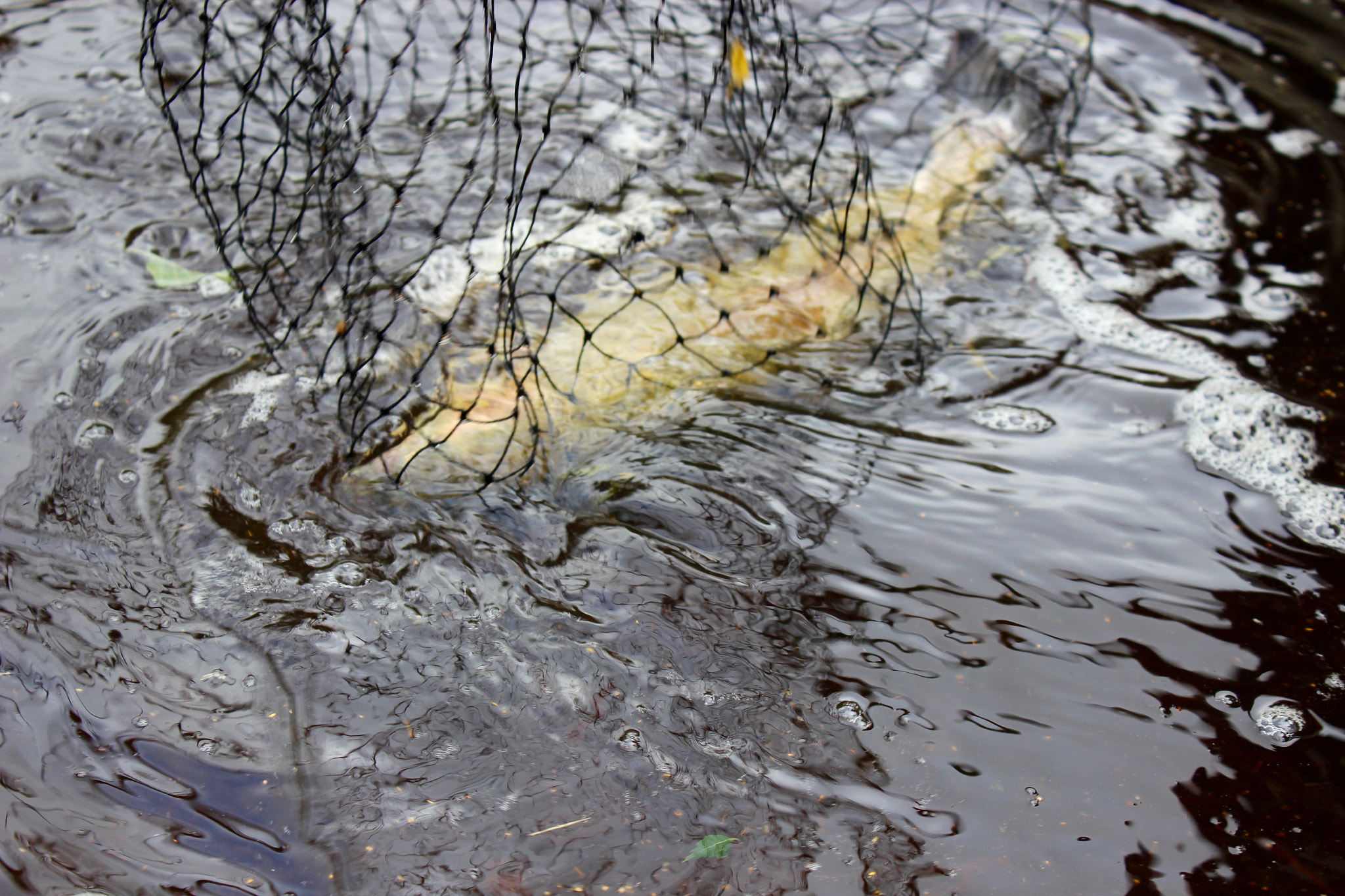 Canon EF-S 18-55mm F3.5-5.6 IS II sample photo. Fish on photography
