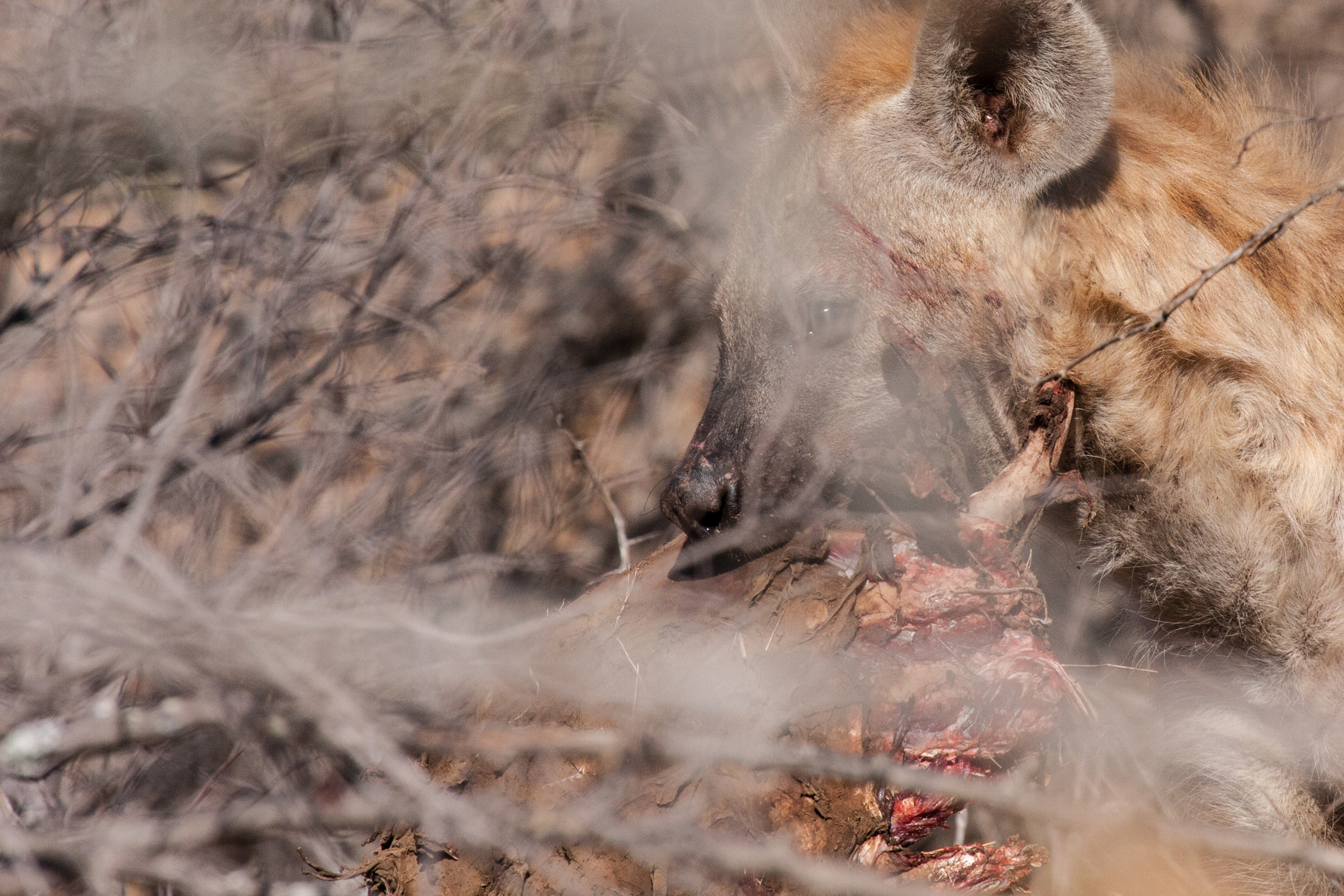 Canon EOS 40D sample photo. Hyena sneaking through the bush photography
