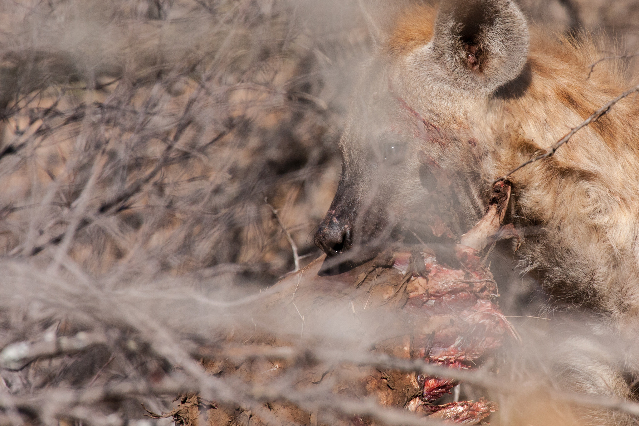 Canon EOS 40D + Canon EF 100-400mm F4.5-5.6L IS USM sample photo. Hyena sneaking through the bush photography