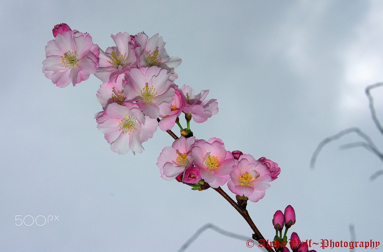 Pentax K10D sample photo. Springflower photography