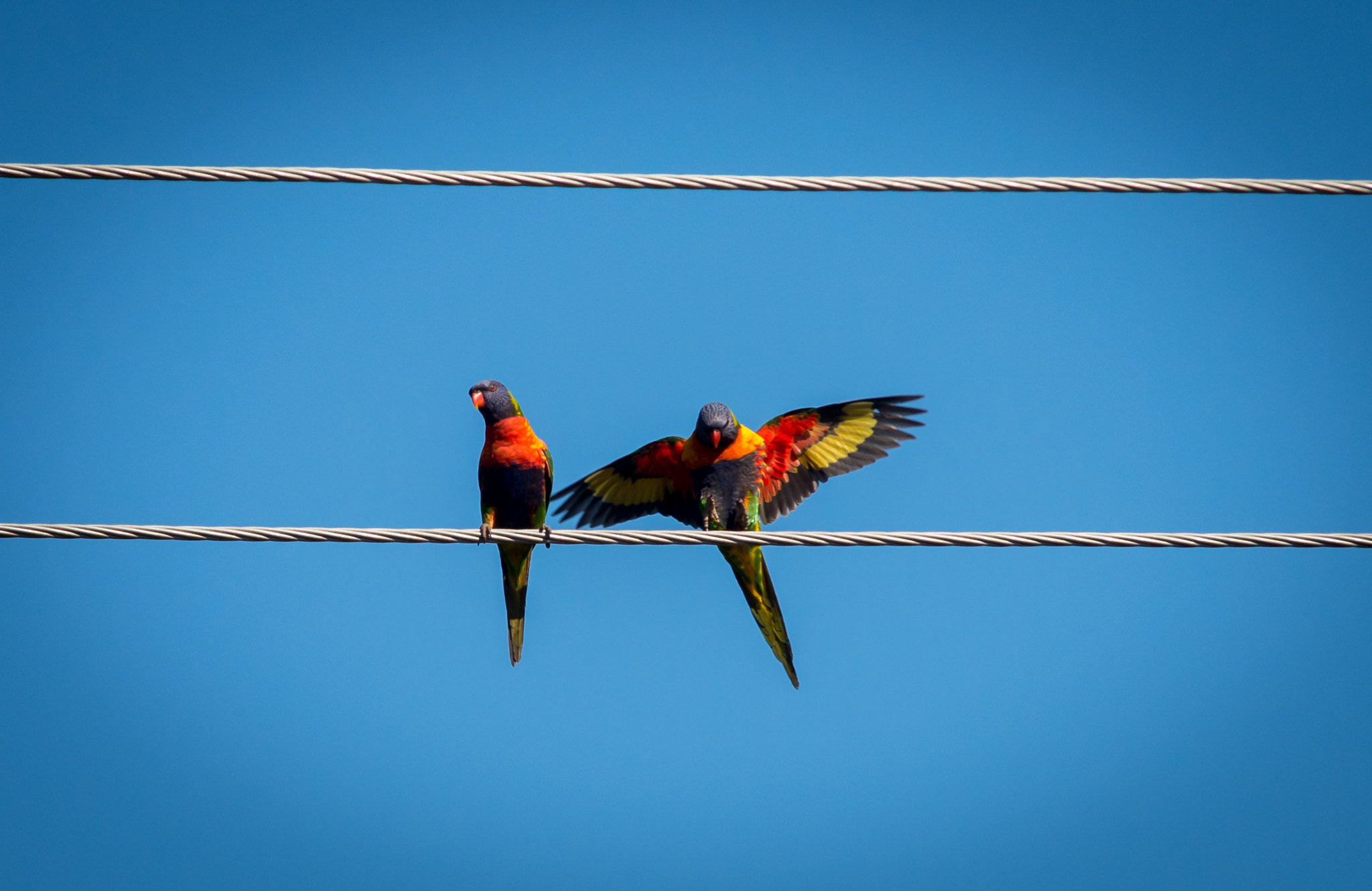 Sigma 70-200mm F2.8 EX DG Macro HSM II sample photo. Lorikeets photography