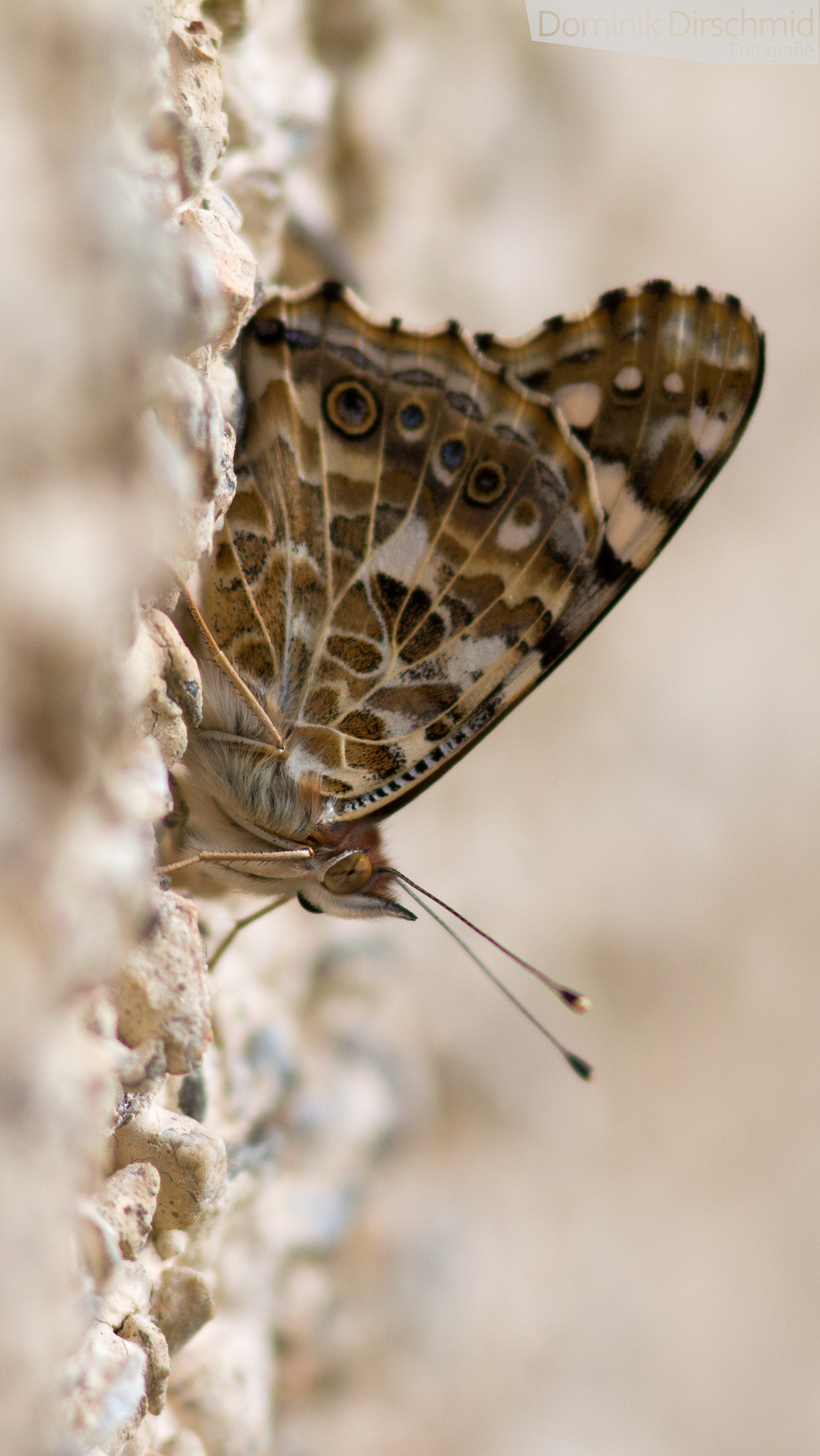 Canon EOS 70D + Canon EF 300mm F4L IS USM sample photo. Painted lady butterfly photography