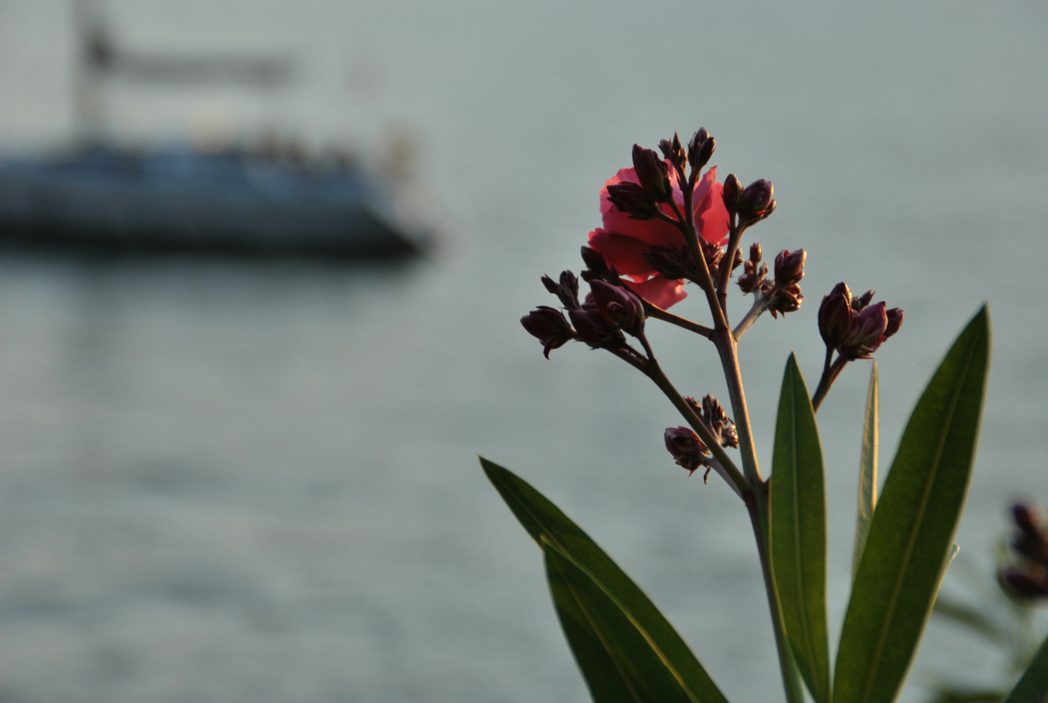 Nikon D3000 sample photo. Flowers photography