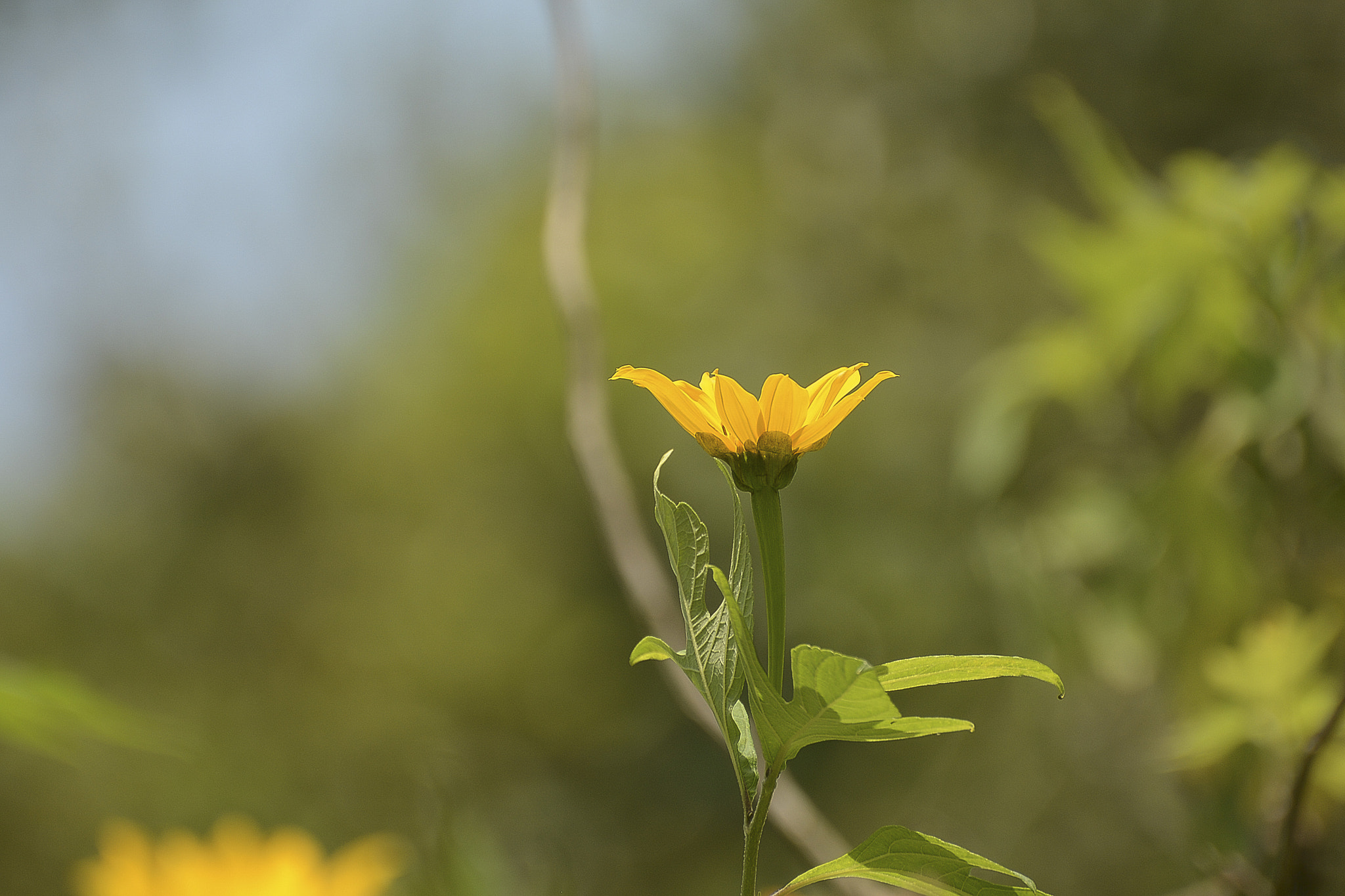 Nikon D7100 + Sigma 70-300mm F4-5.6 DG Macro sample photo. Um detalhe no paraíso. photography