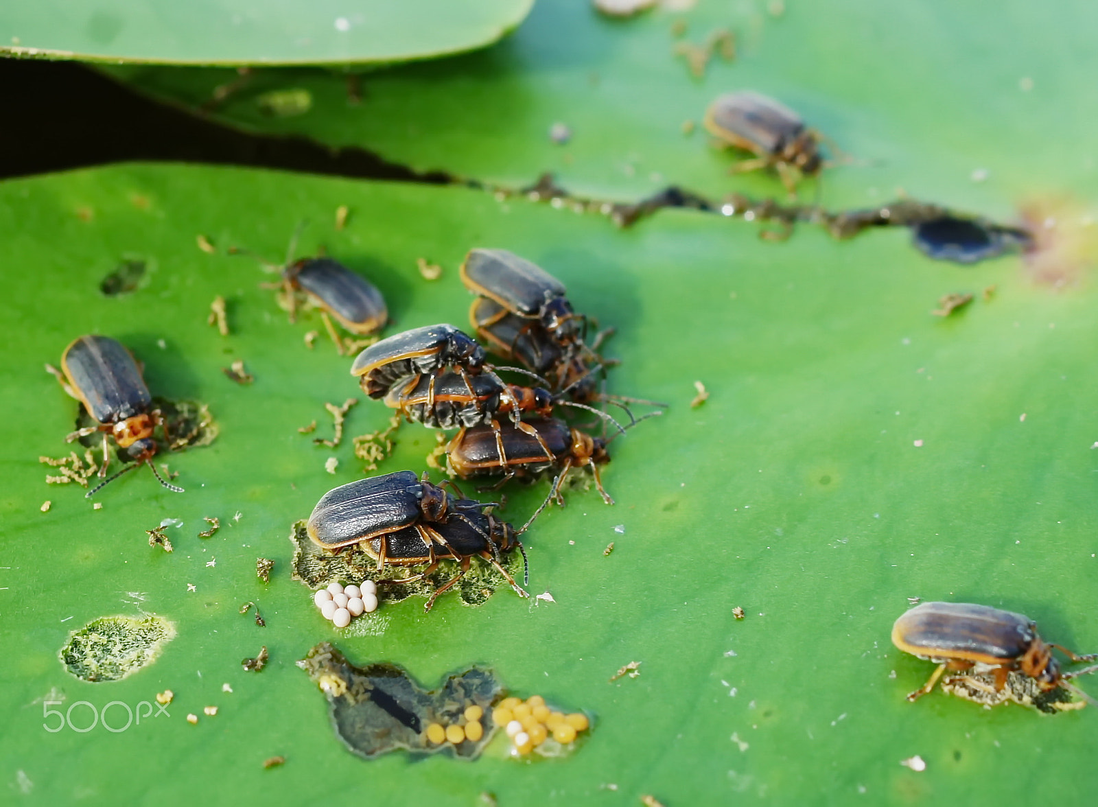 Sony Alpha DSLR-A550 + Sony DT 30mm F2.8 Macro SAM sample photo. Conveyor of life on a sheet of water lilies photography