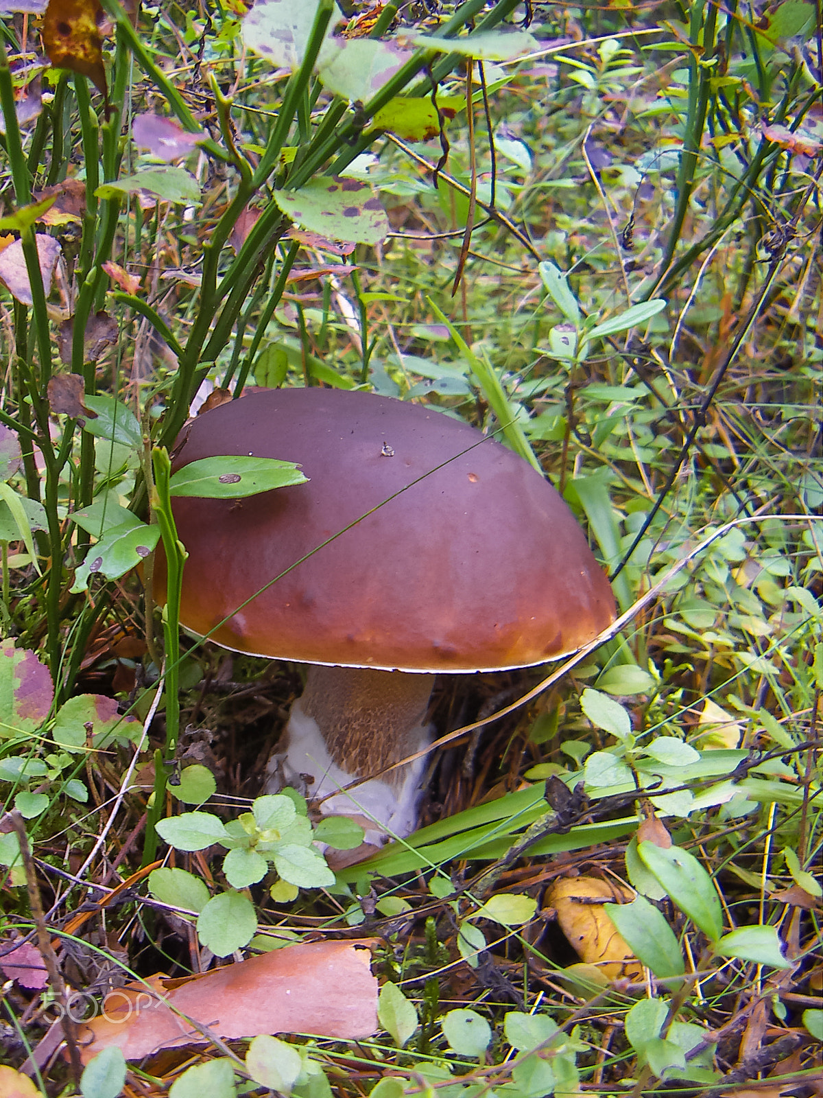 KONICA MINOLTA DiMAGE X31 sample photo. White mushroom boletus edulis photography