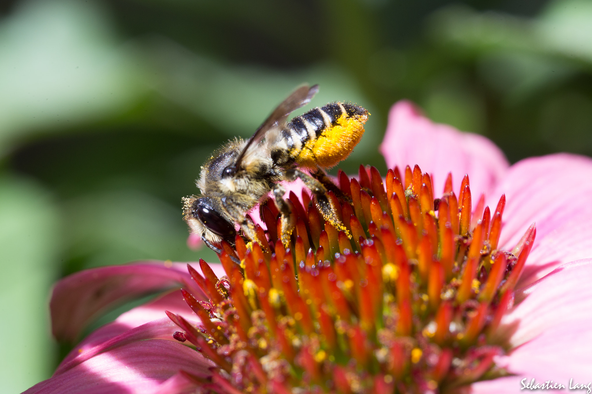 Canon MP-E 65mm F2.5 1-5x Macro Photo sample photo. Pollen photography