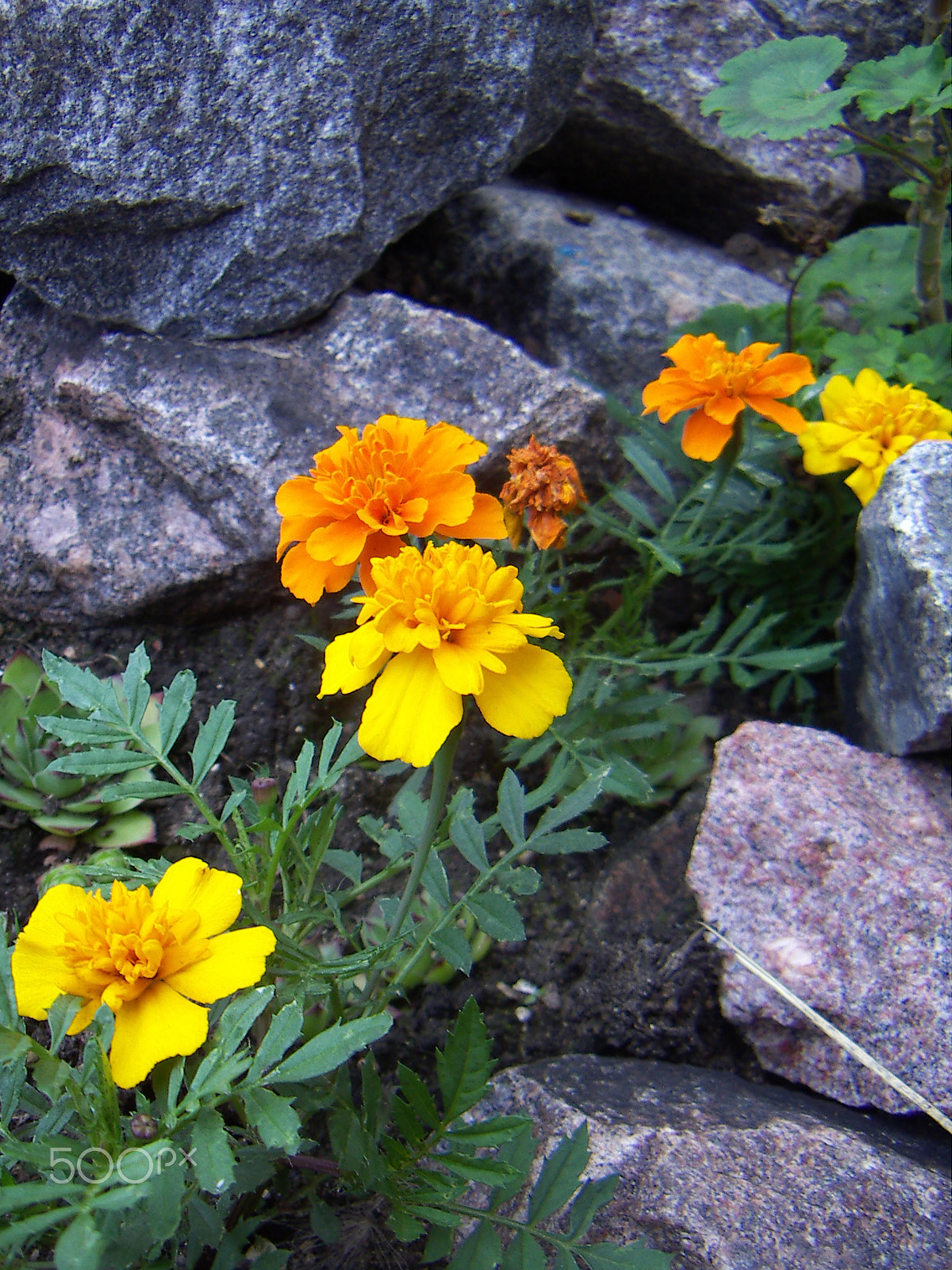 KONICA MINOLTA DiMAGE X31 sample photo. Yellow flowers photography