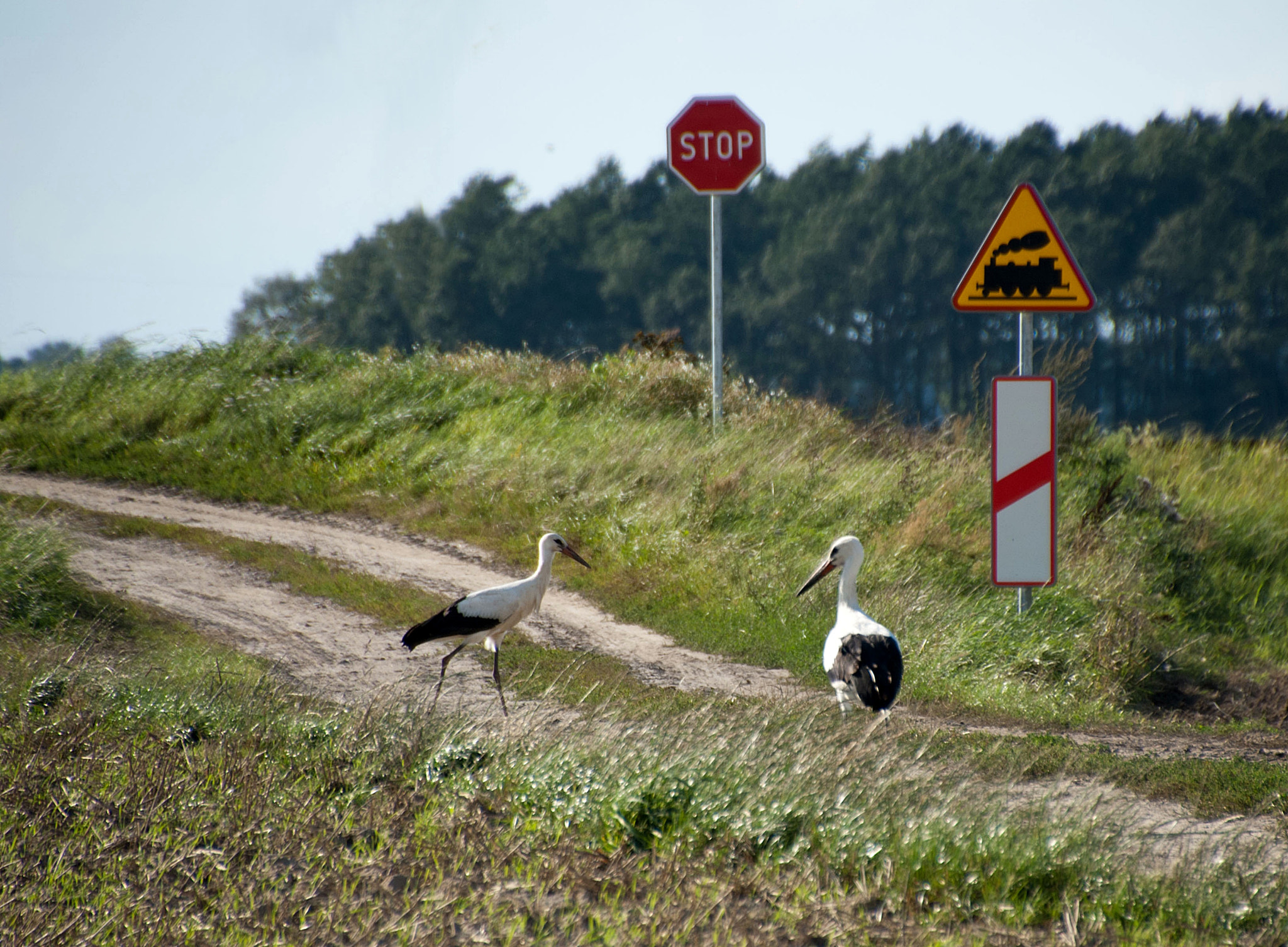 Sony Alpha DSLR-A300 + DT 18-270mm F3.5-6.3 SSM sample photo. Jak nie nauczysz się latać, pojedziesz pociągiem photography