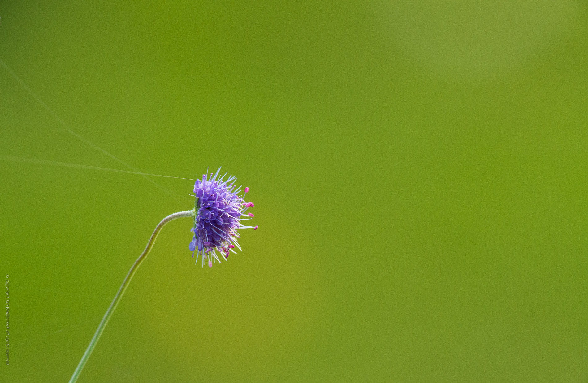 Nikon AF-S Nikkor 400mm F2.8E FL ED VR sample photo. Straped photography