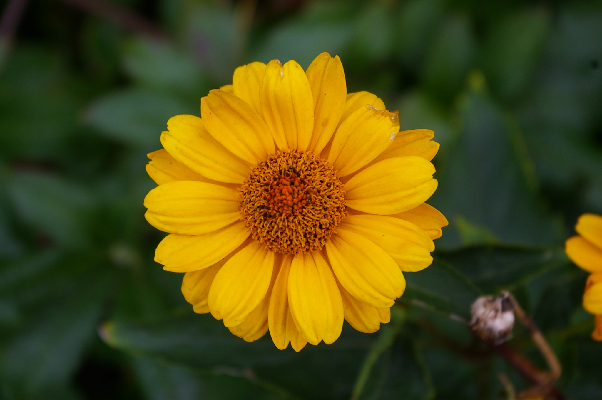 Pentax *ist DL sample photo. Kleine sonnenblume photography