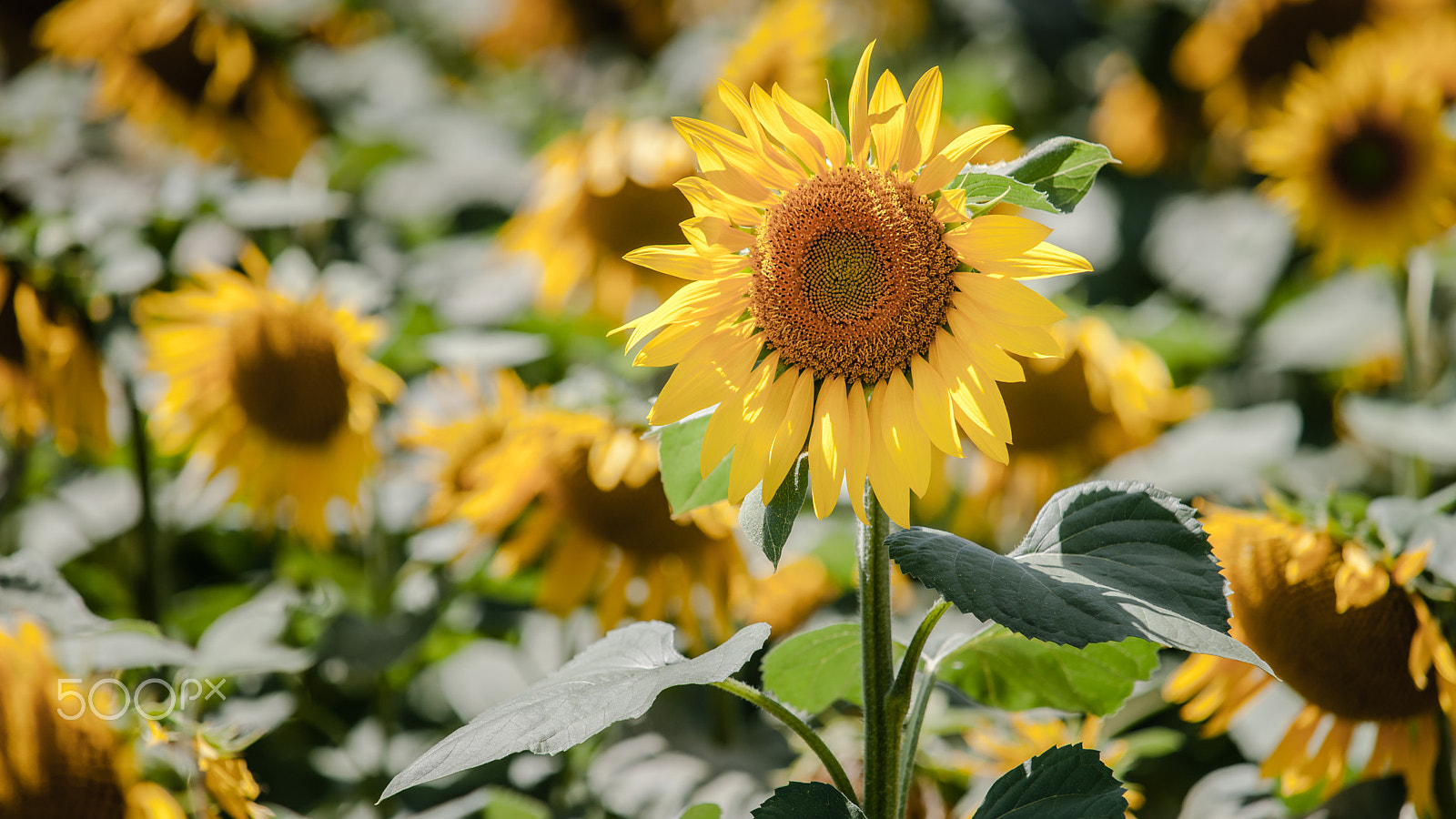 Sony Alpha DSLR-A900 + Minolta/Sony AF 70-200mm F2.8 G sample photo. Bright yellow sunflower field with deep blue sky and fluffy clou photography