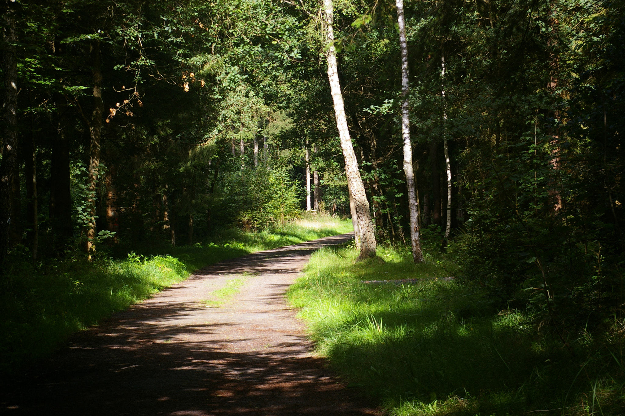 Pentax *ist DL sample photo. Path in the forest photography