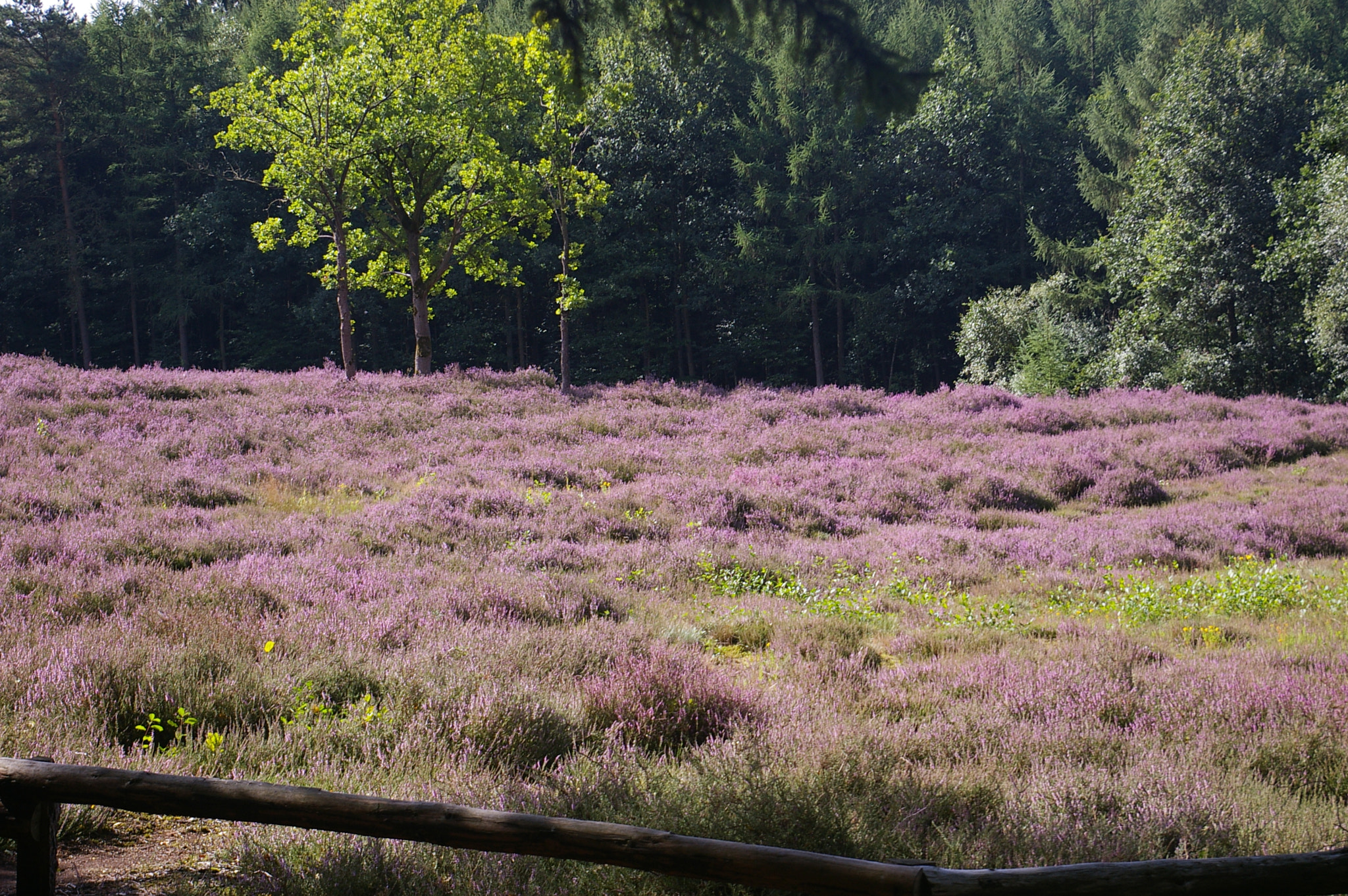 Pentax *ist DL sample photo. Die heide blüht photography