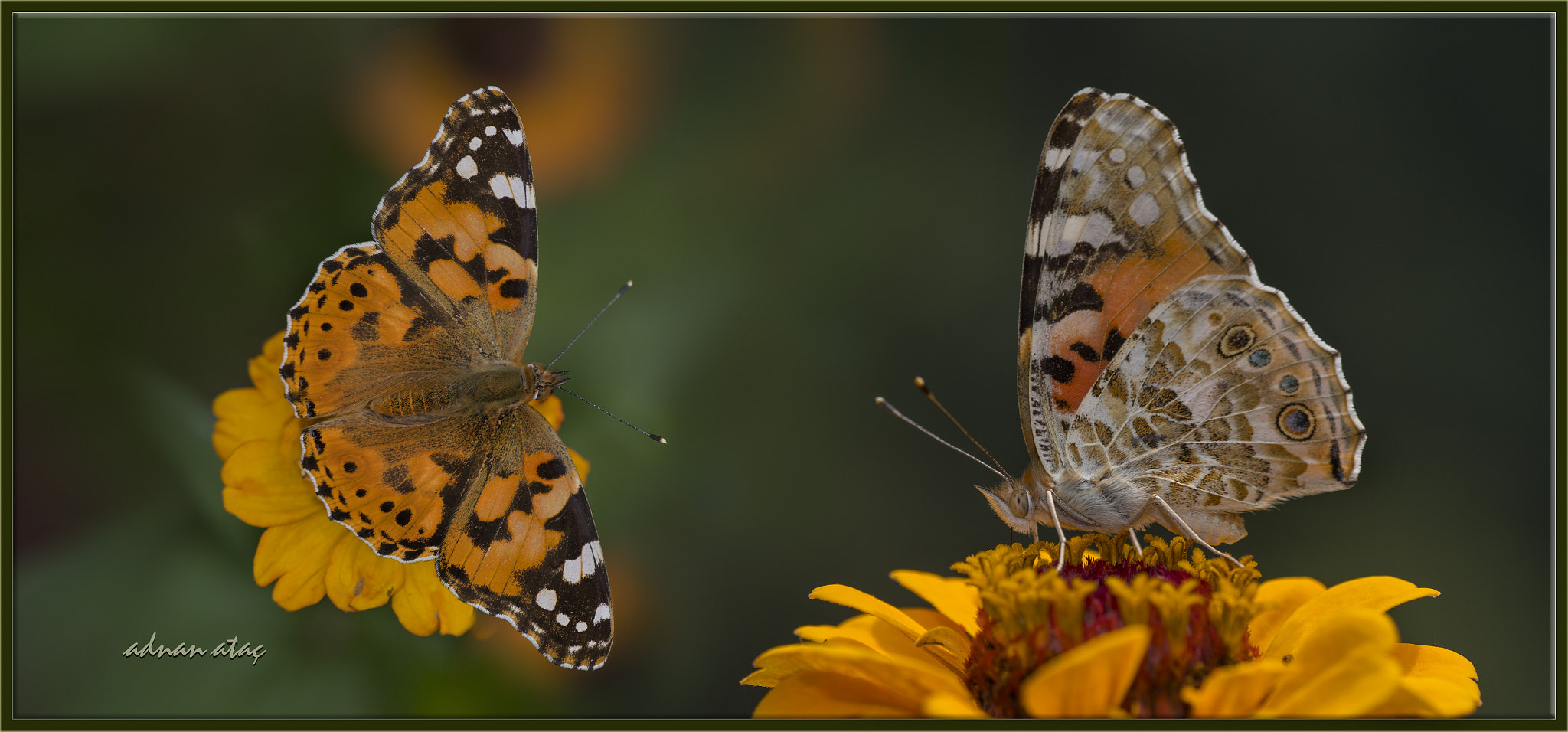 Nikon D5 sample photo. Diken kelebeği - vanessa cardui - cynthia cardui - painted lady photography