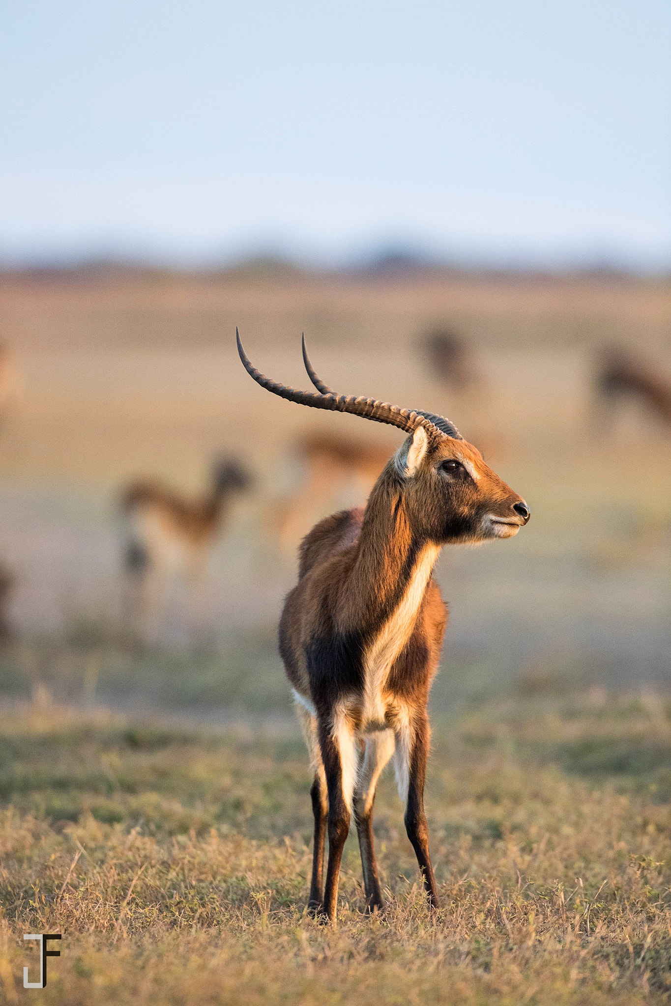 Canon EF 600mm f/4L IS sample photo. Black lechwe photography