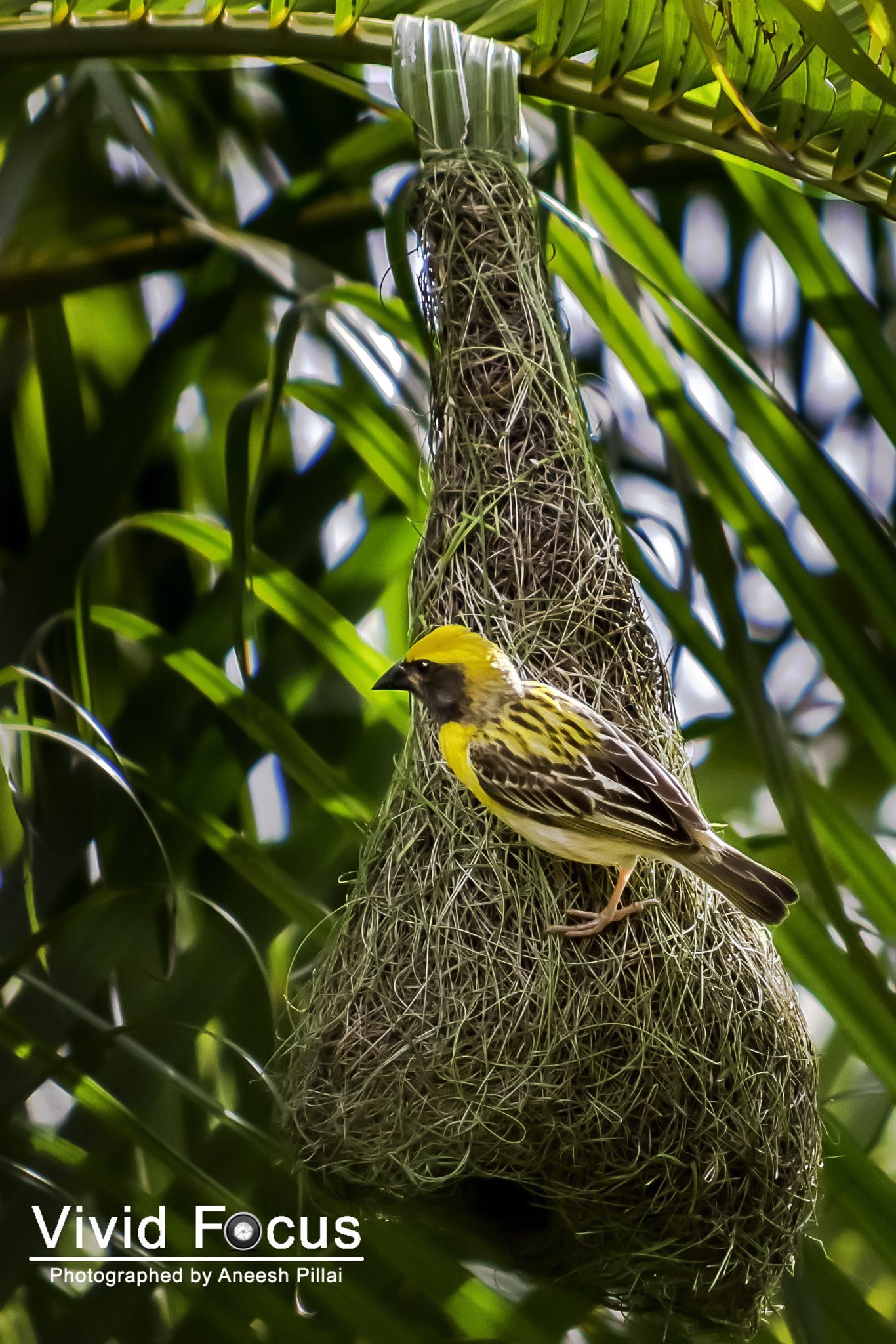 Nikon D7100 + AF Nikkor 70-210mm f/4-5.6D sample photo. Yellow breasted sparrow photography