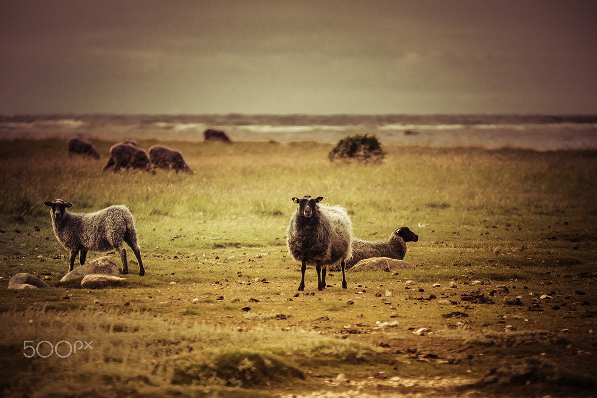 Sony ILCA-77M2 + Sigma 70-200mm F2.8 EX DG Macro HSM II sample photo. The sheep along the sea photography