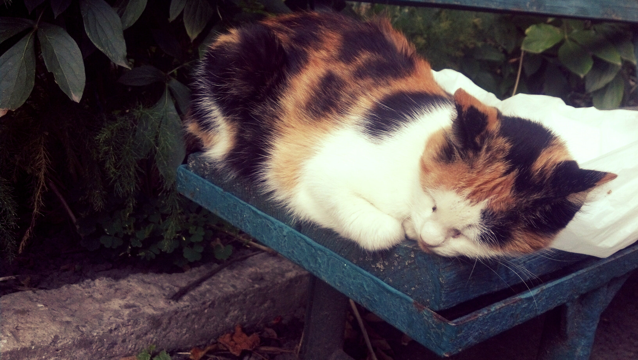 Motorola DROID RAZR sample photo. Sweet sleep photography