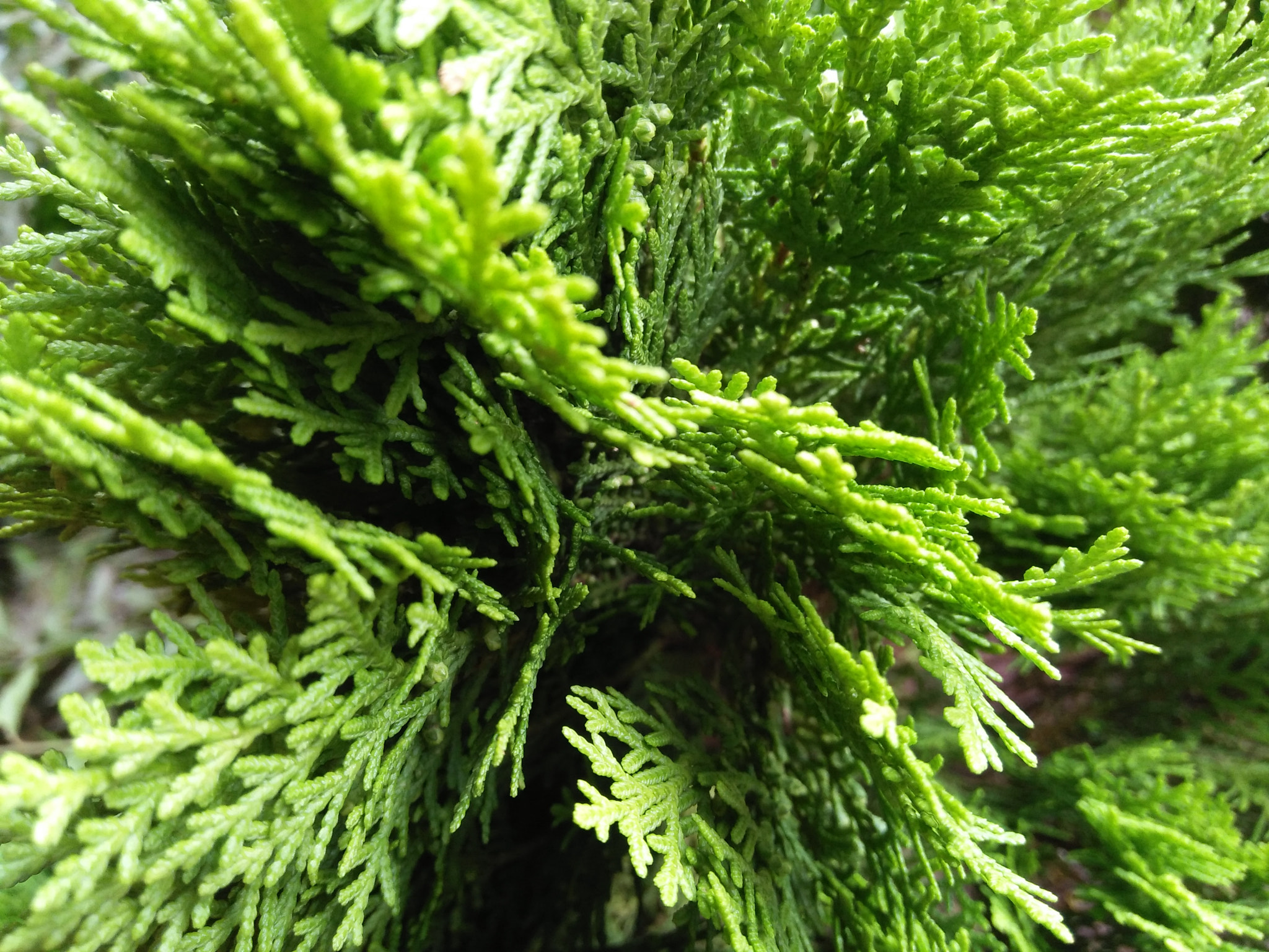 OPPO A51w sample photo. Leaf photography