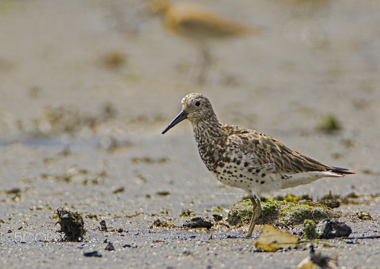 Canon EF 600mm f/4L IS + 2x sample photo. Great knot photography