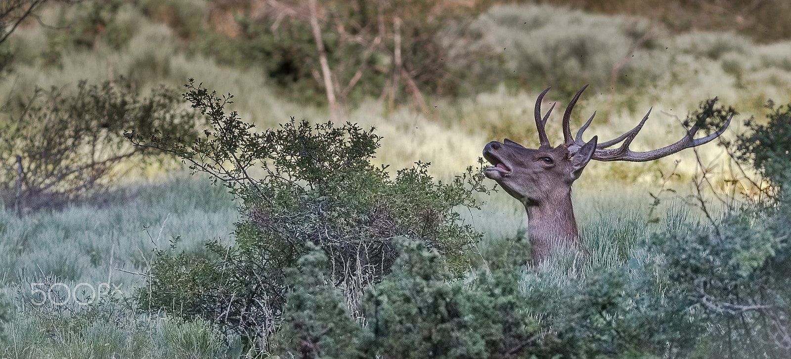 Canon EOS-1D X + Canon EF 400mm F5.6L USM sample photo. Cerf sansa photography