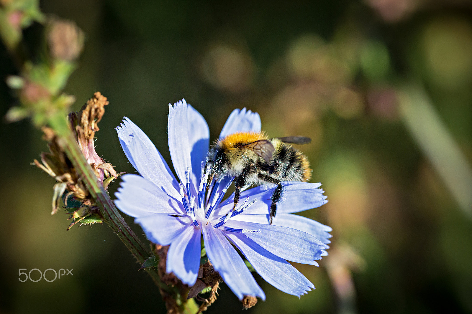 Canon EF 180mm F3.5L Macro USM sample photo. Bumblebee on chicory photography