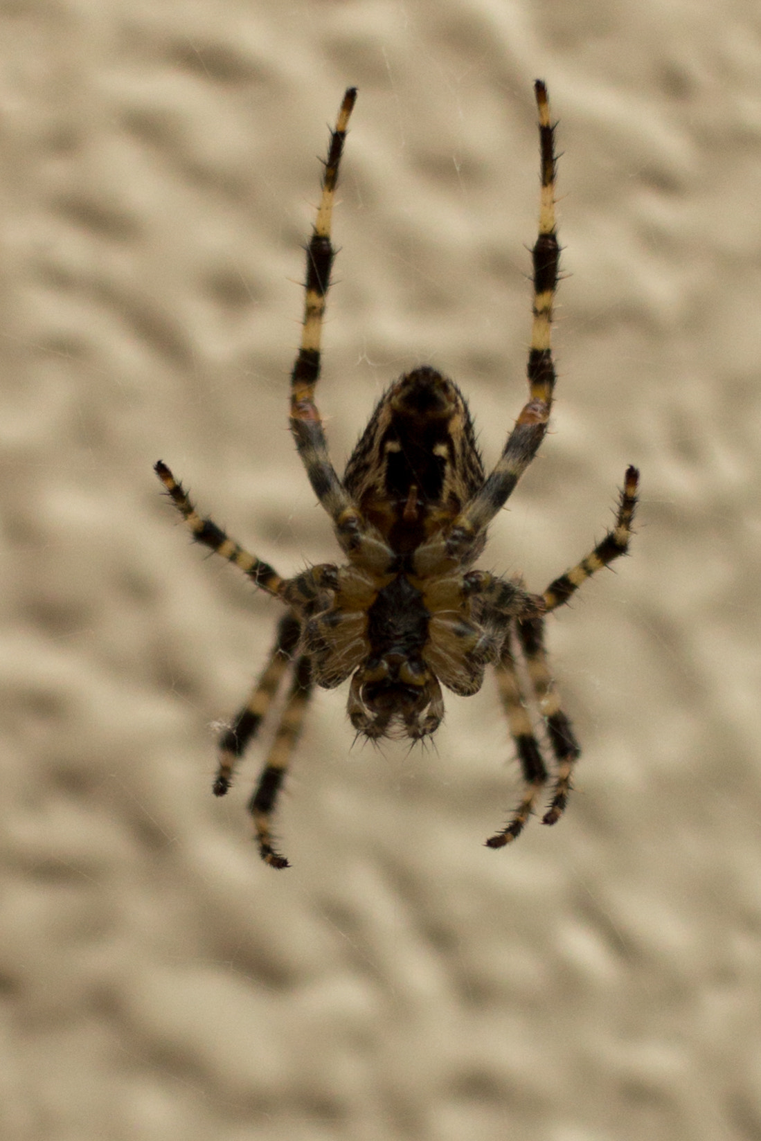Canon EF-S 24mm F2.8 STM sample photo. Close up photography
