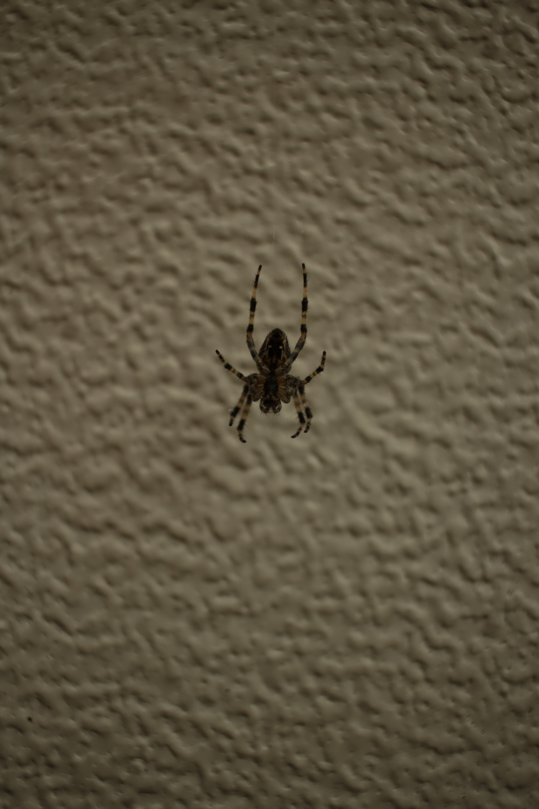 Canon EF-S 24mm F2.8 STM sample photo. Spider on caravan photography