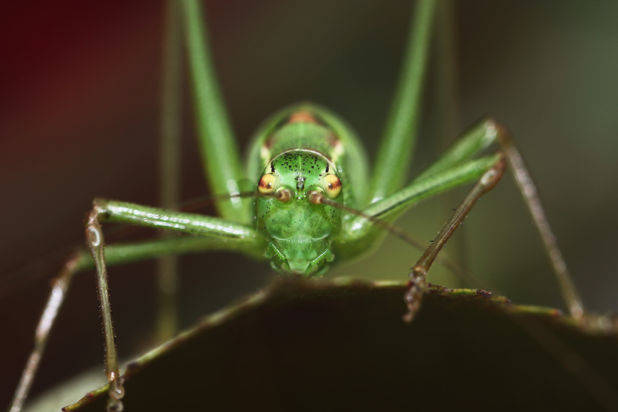 Canon EOS 700D (EOS Rebel T5i / EOS Kiss X7i) + Canon EF 100mm F2.8L Macro IS USM sample photo. Grashüpfer, grasshopper photography