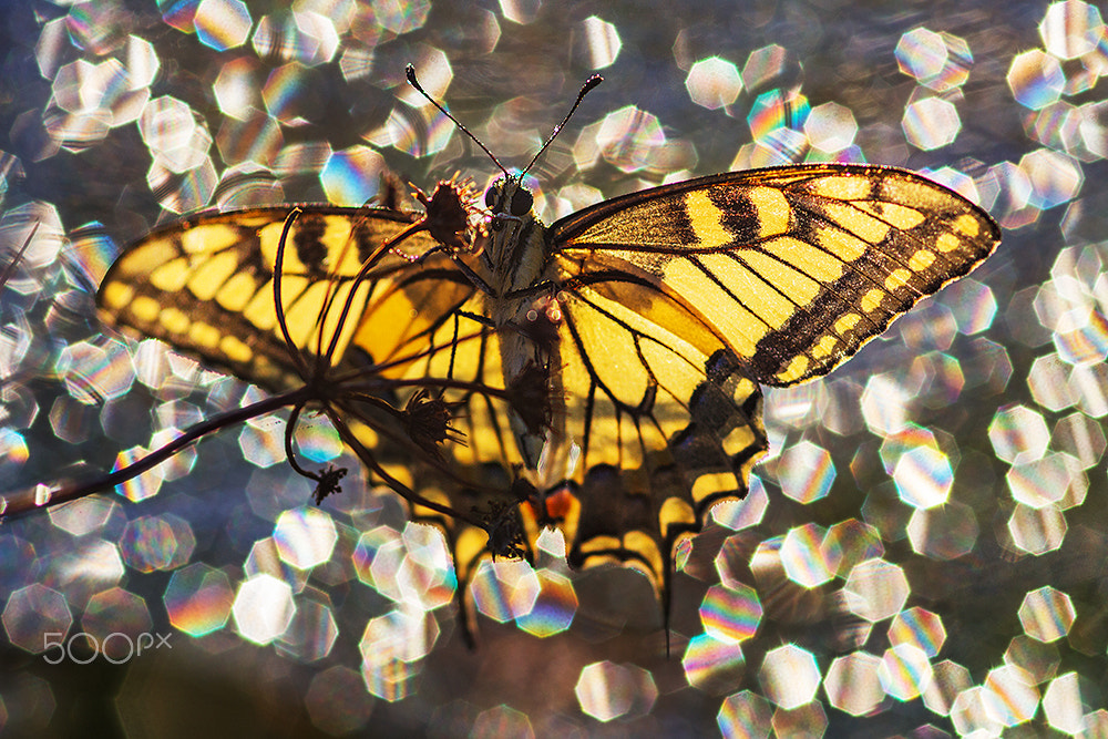 Sigma 105mm F2.8 EX DG Macro sample photo. Angel photography