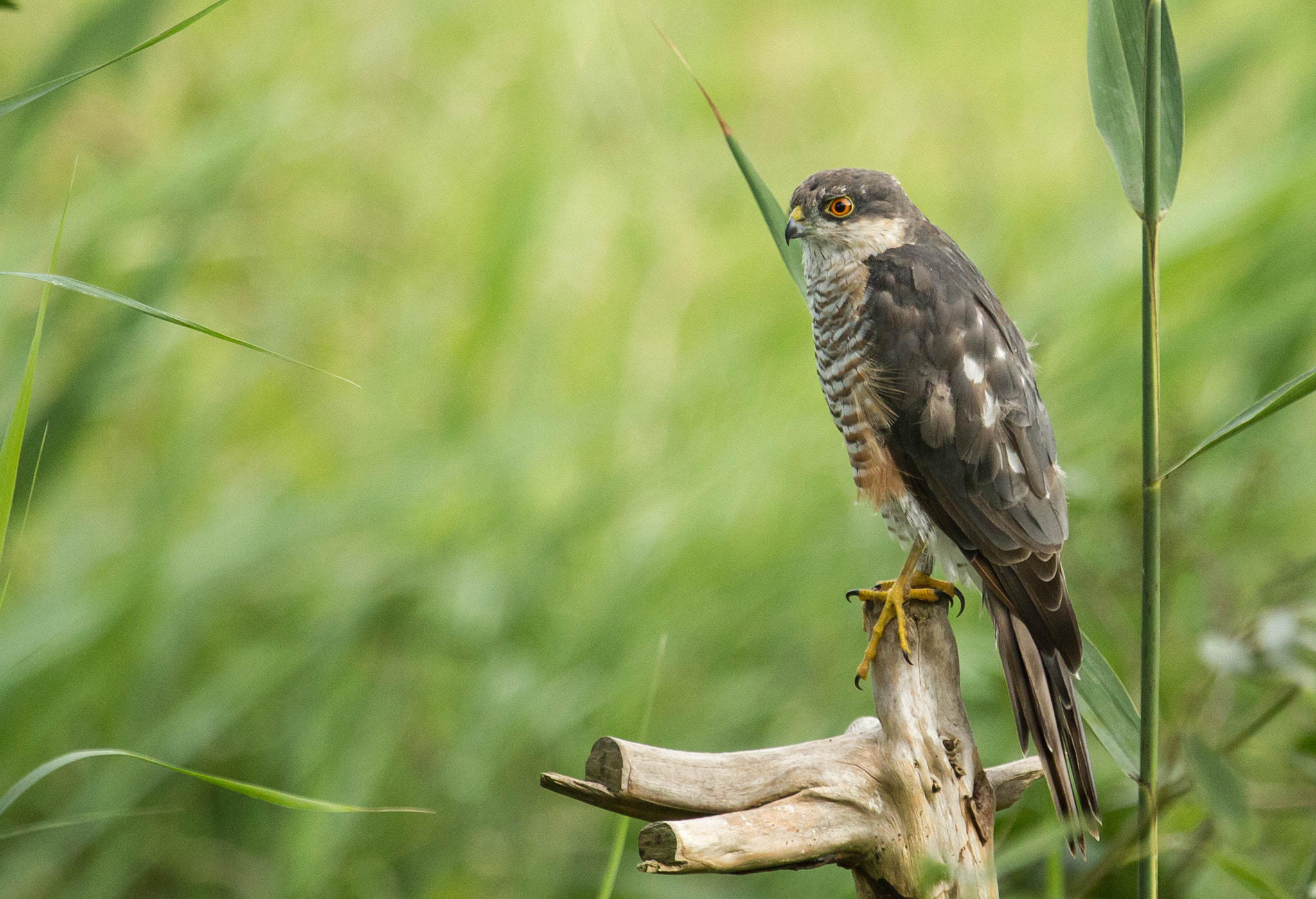 Canon EF 100-400mm F4.5-5.6L IS USM sample photo. Ready for a sparrow photography