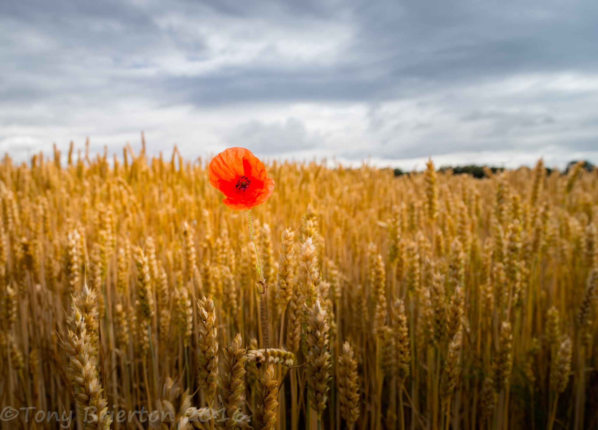 Sony a99 II + Minolta AF 28-80mm F3.5-5.6 II sample photo. Reaching out. photography