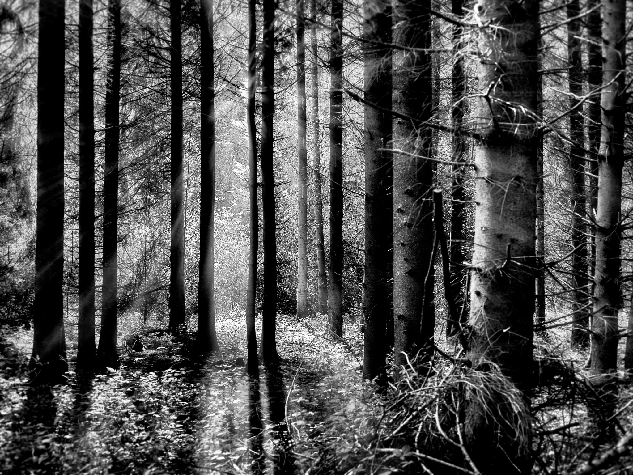 Phase One IQ3 100MP sample photo. Afternoon light in forest photography