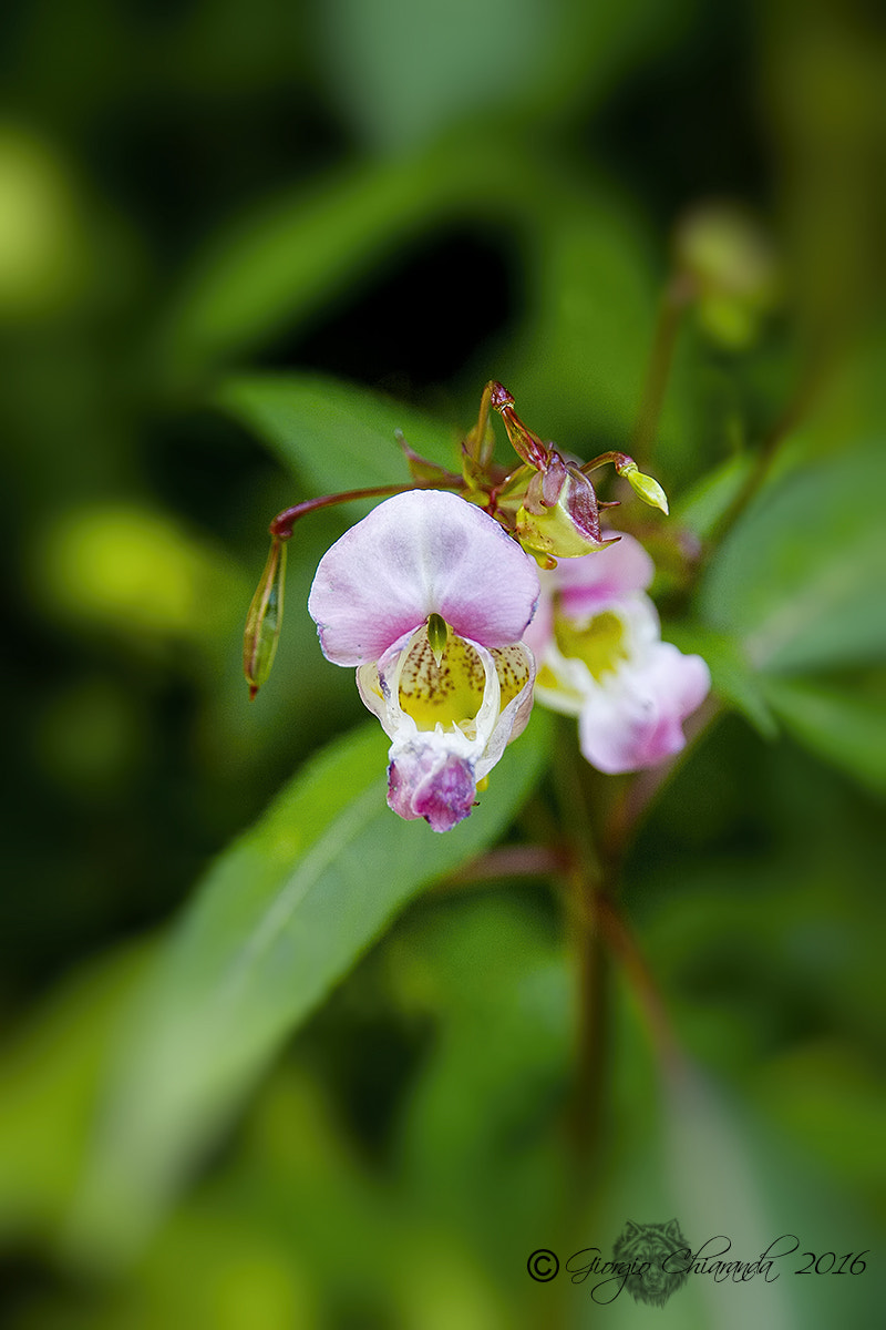 Canon EOS 40D sample photo. Balsamina (impatiens glandulifera) photography