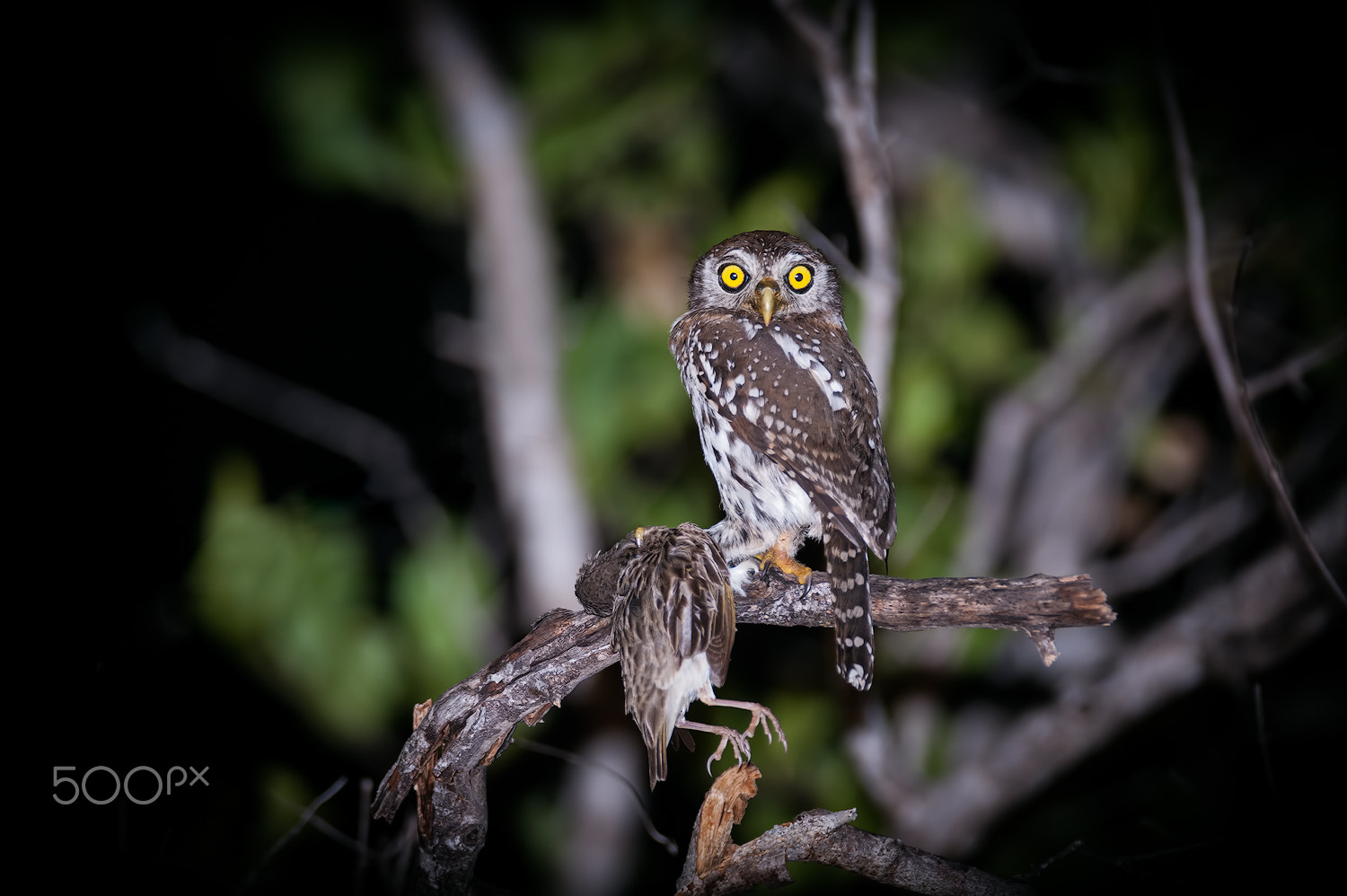 AF-S Nikkor 300mm f/2.8D IF-ED II sample photo. Pearl-spotted owlet photography