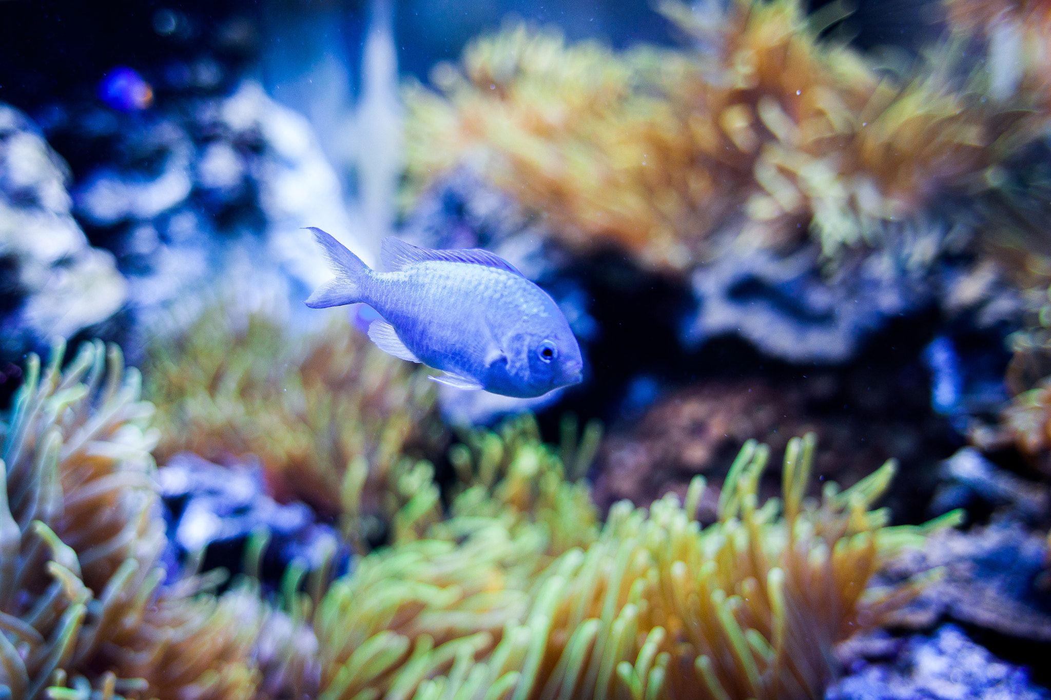 Canon EOS 500D (EOS Rebel T1i / EOS Kiss X3) + Canon EF 28mm F1.8 USM sample photo. Fish captured on camera in tallinn zoo photography