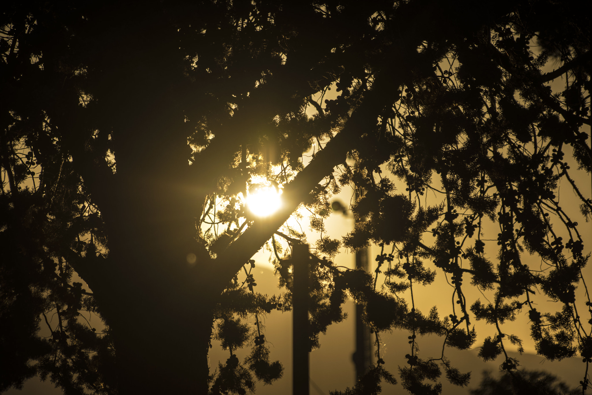 Sigma 70-300mm F4-5.6 APO DG Macro sample photo. Tramontando con l'albero . photography