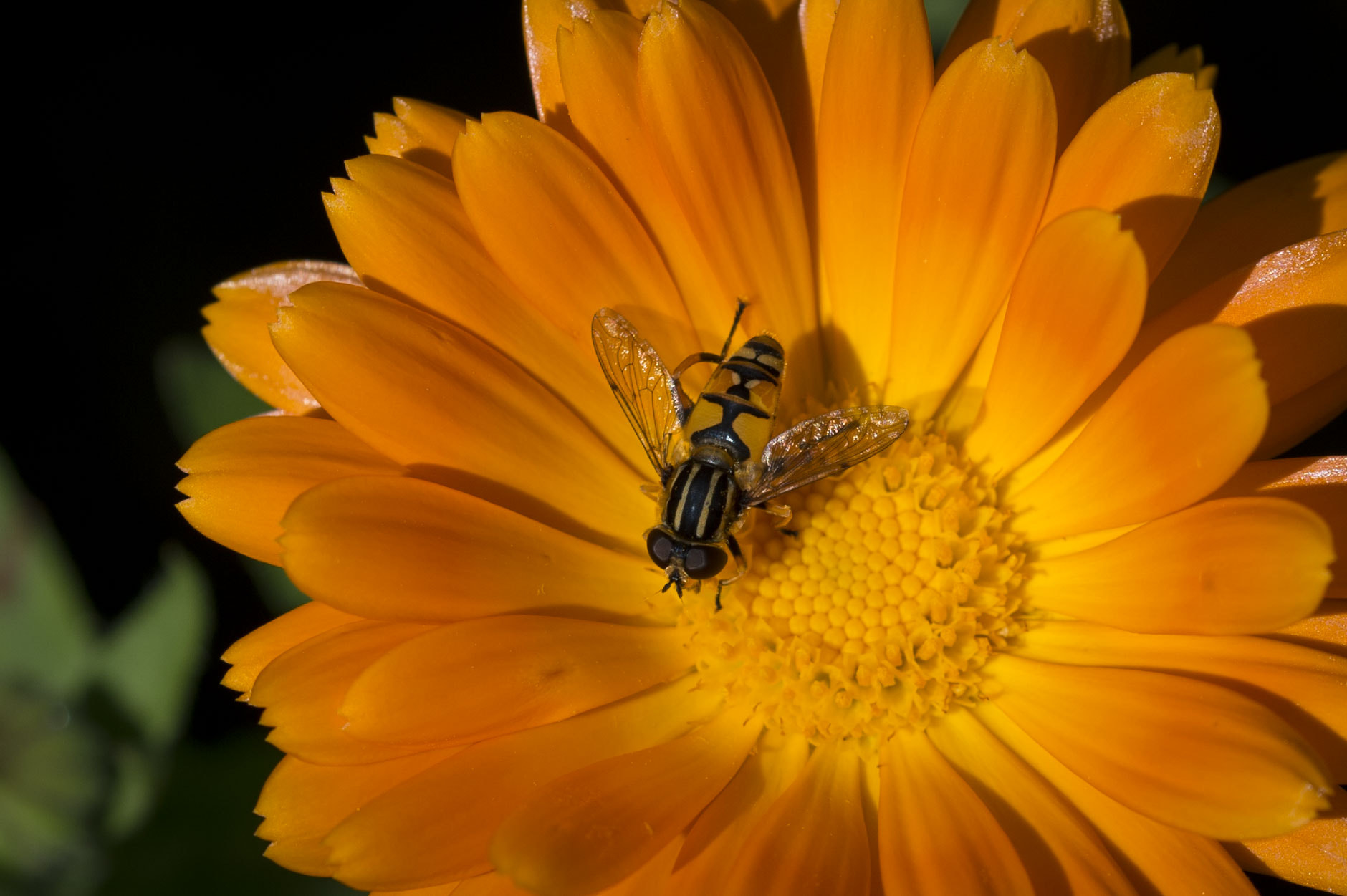 Sigma 105mm F2.8 EX DG OS HSM sample photo. Schwebfliege photography