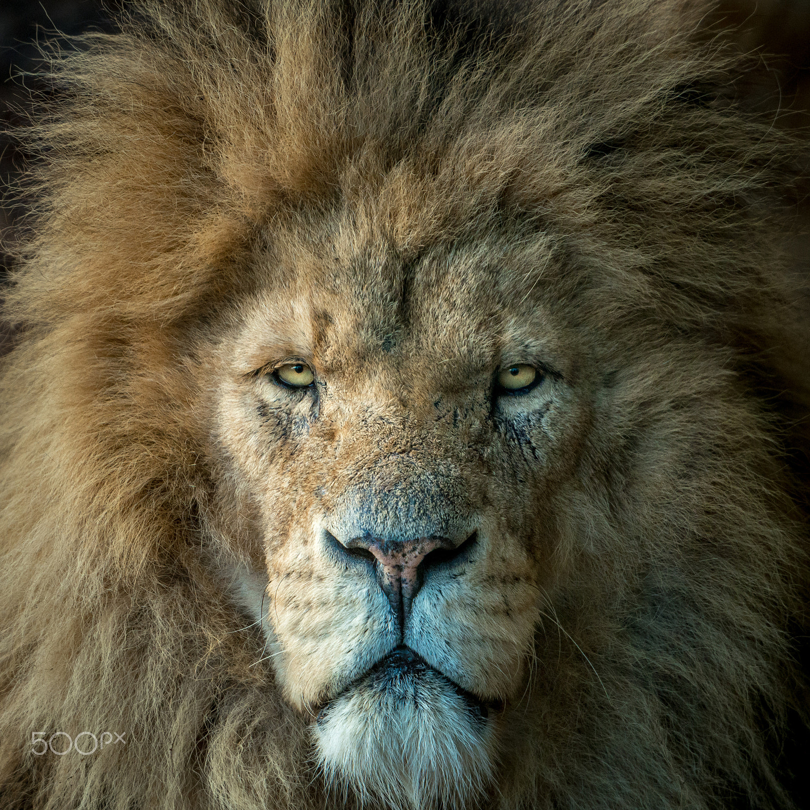 Sigma 50-500mm F4.5-6.3 DG OS HSM sample photo. Portrait of male lion photography