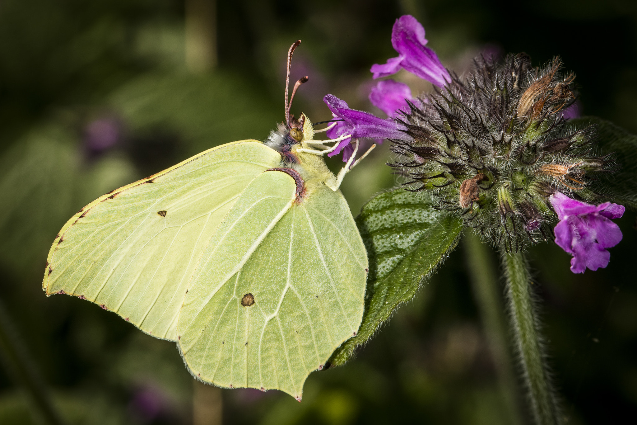 Canon EF 100mm F2.8L Macro IS USM sample photo. Brimstone feeding photography