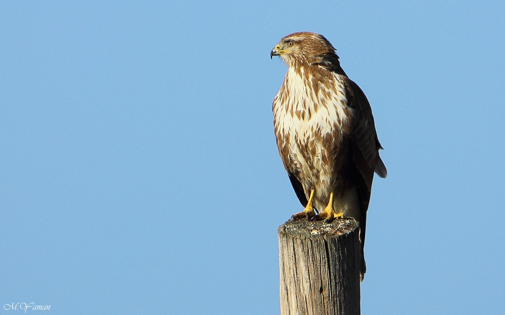 Tamron SP 150-600mm F5-6.3 Di VC USD sample photo. Şahin - common buzzard photography