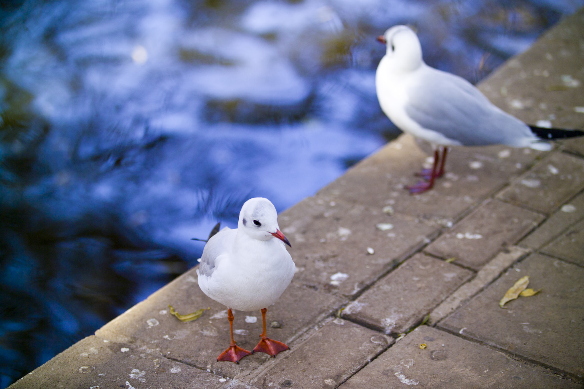 Kodak DCS Pro SLR/c sample photo. Birds.jpg photography