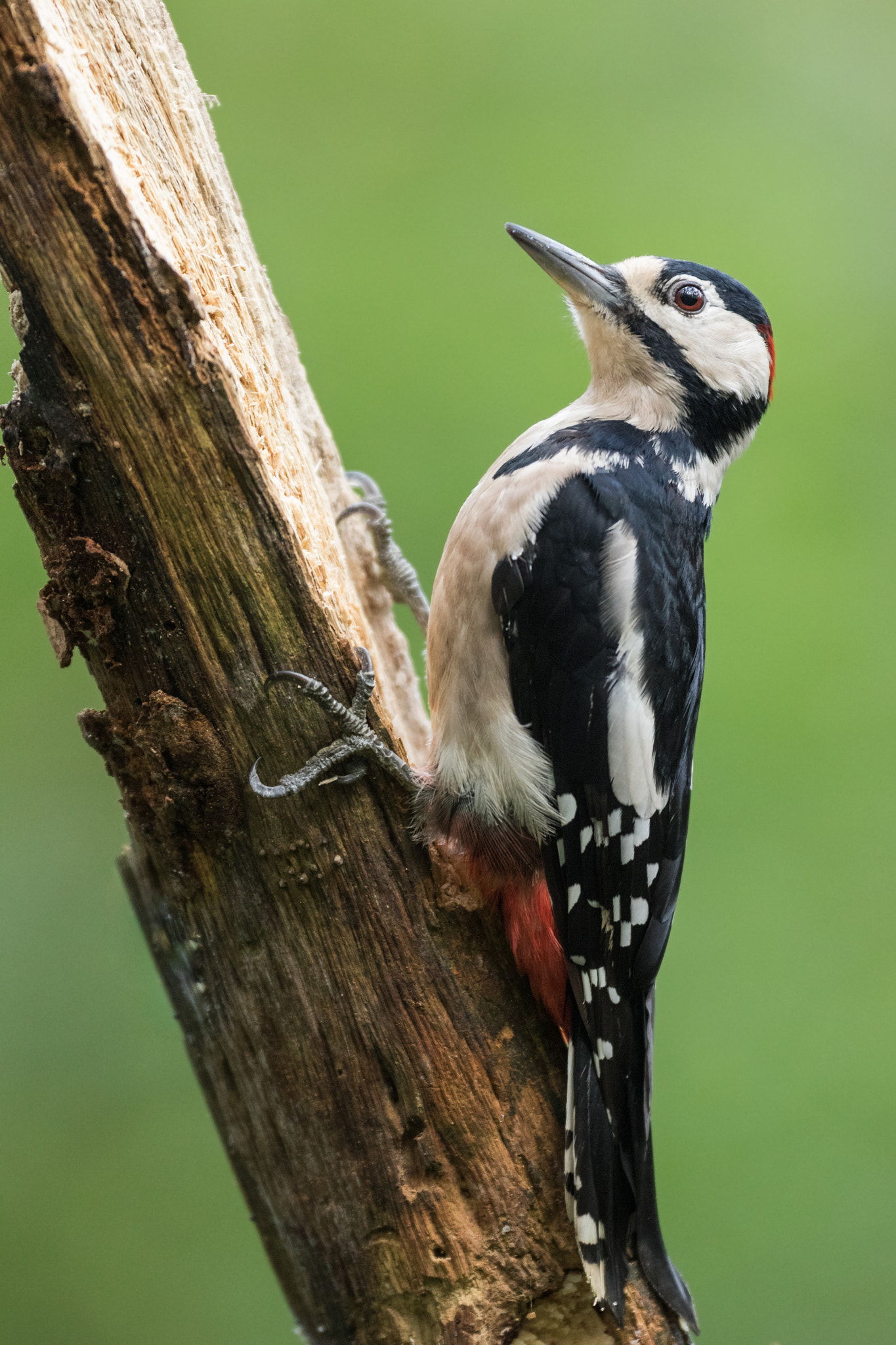 Canon EF 200mm F2.8L II USM sample photo. Great spotted woodpecker photography