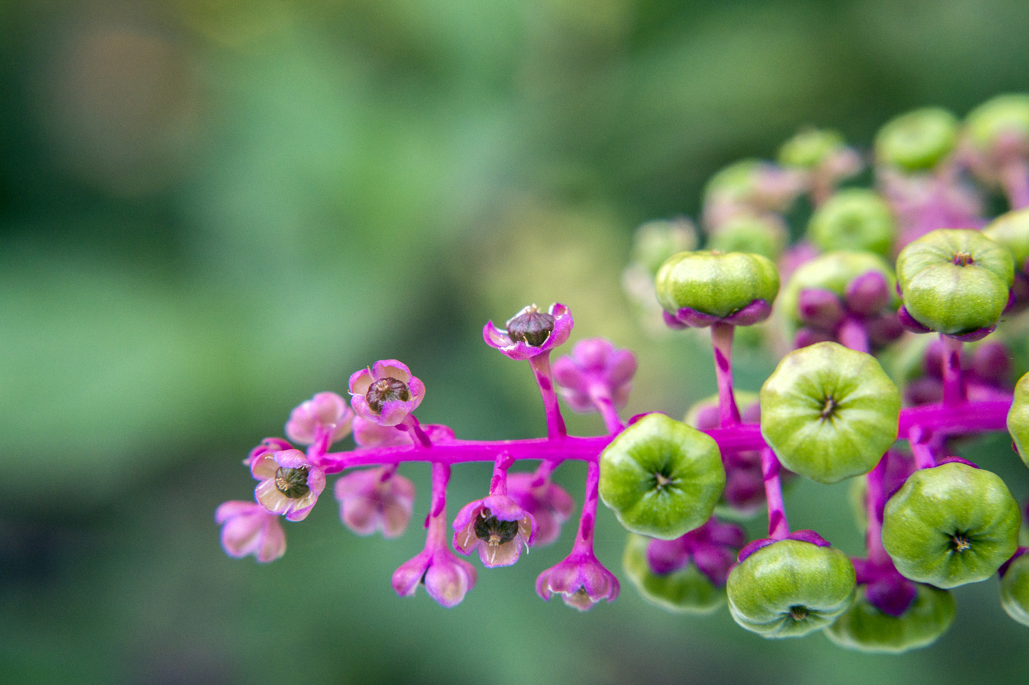 Sony Alpha a3000 sample photo. Flower photography