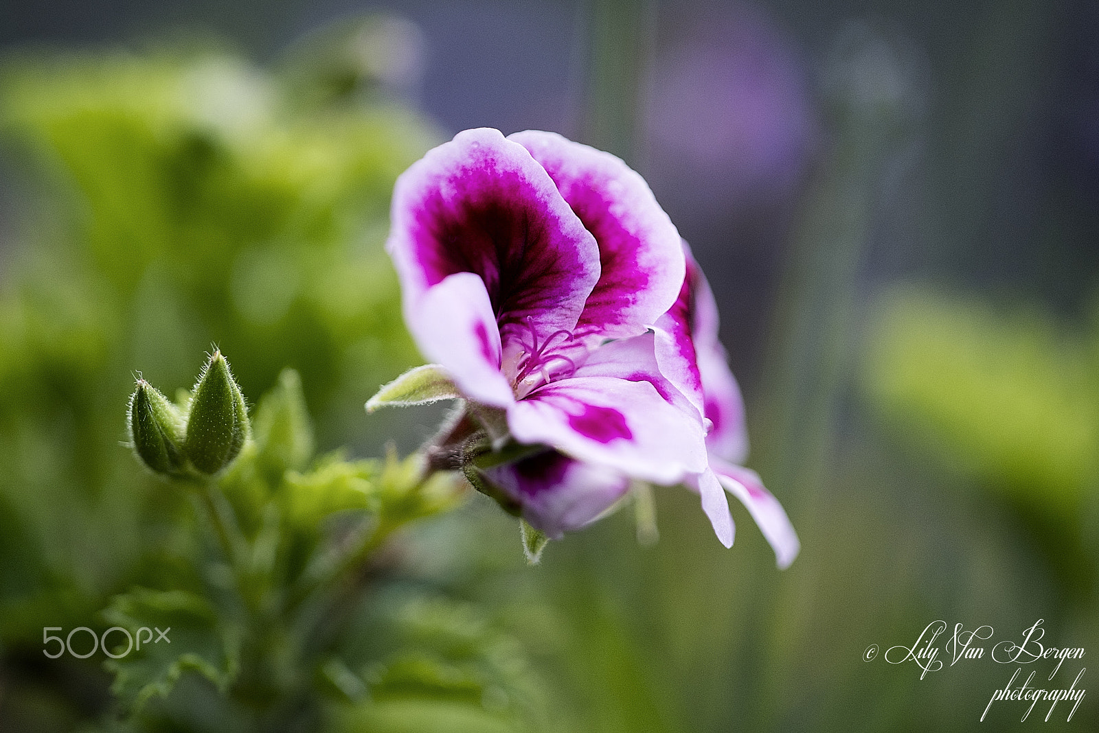 Nikon D810 + Sigma 150mm F2.8 EX DG Macro HSM sample photo. Purple annuals photography